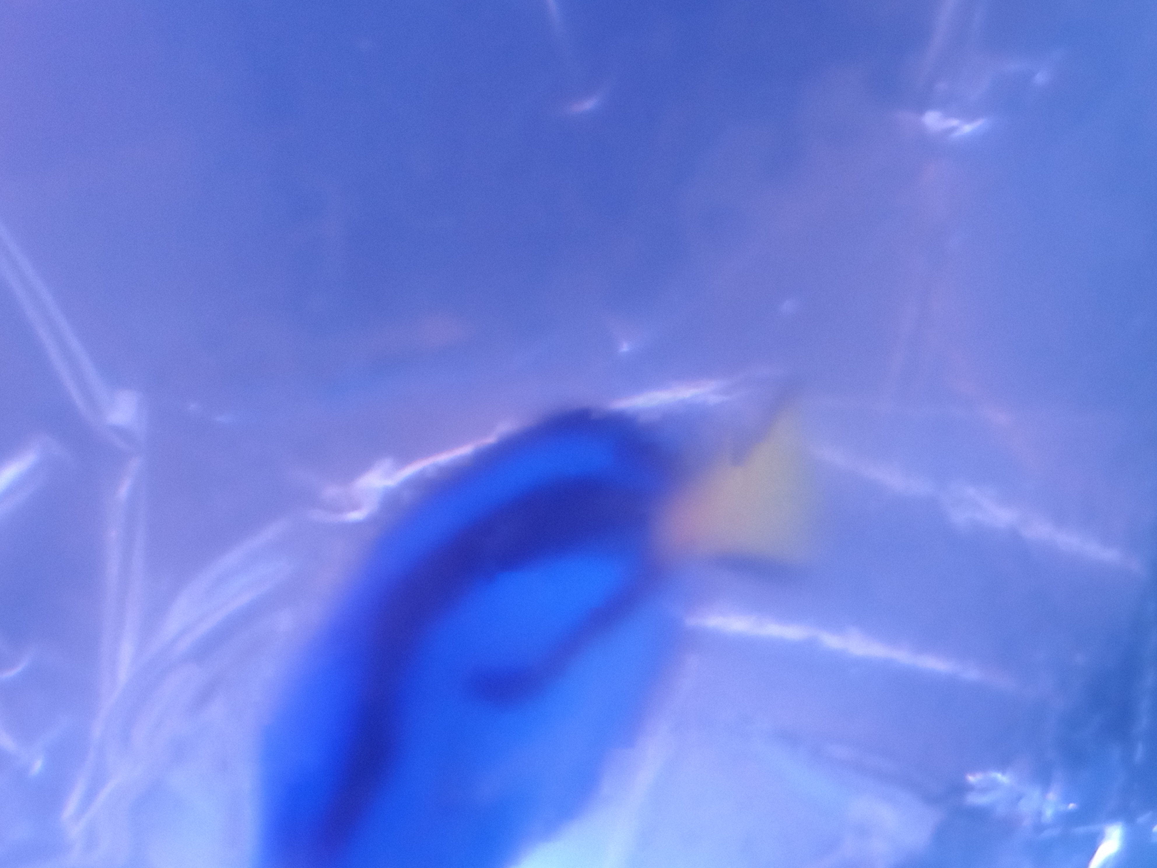 静岡の熱帯魚屋さんミクロの入荷。