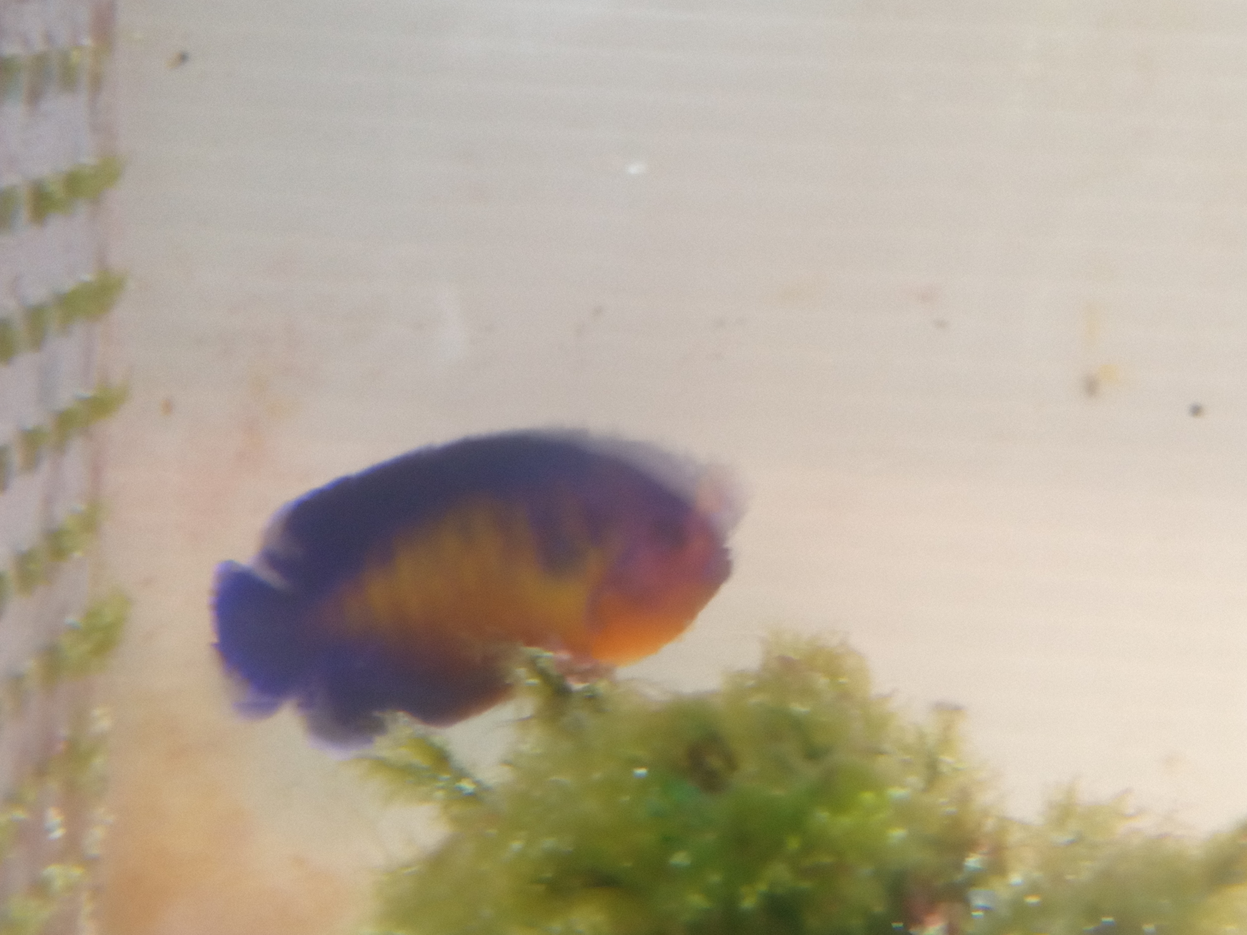 静岡の熱帯魚屋さんミクロの入荷。
