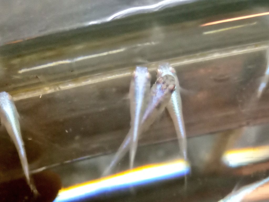 静岡の熱帯魚屋さんミクロのメダカ飼育。