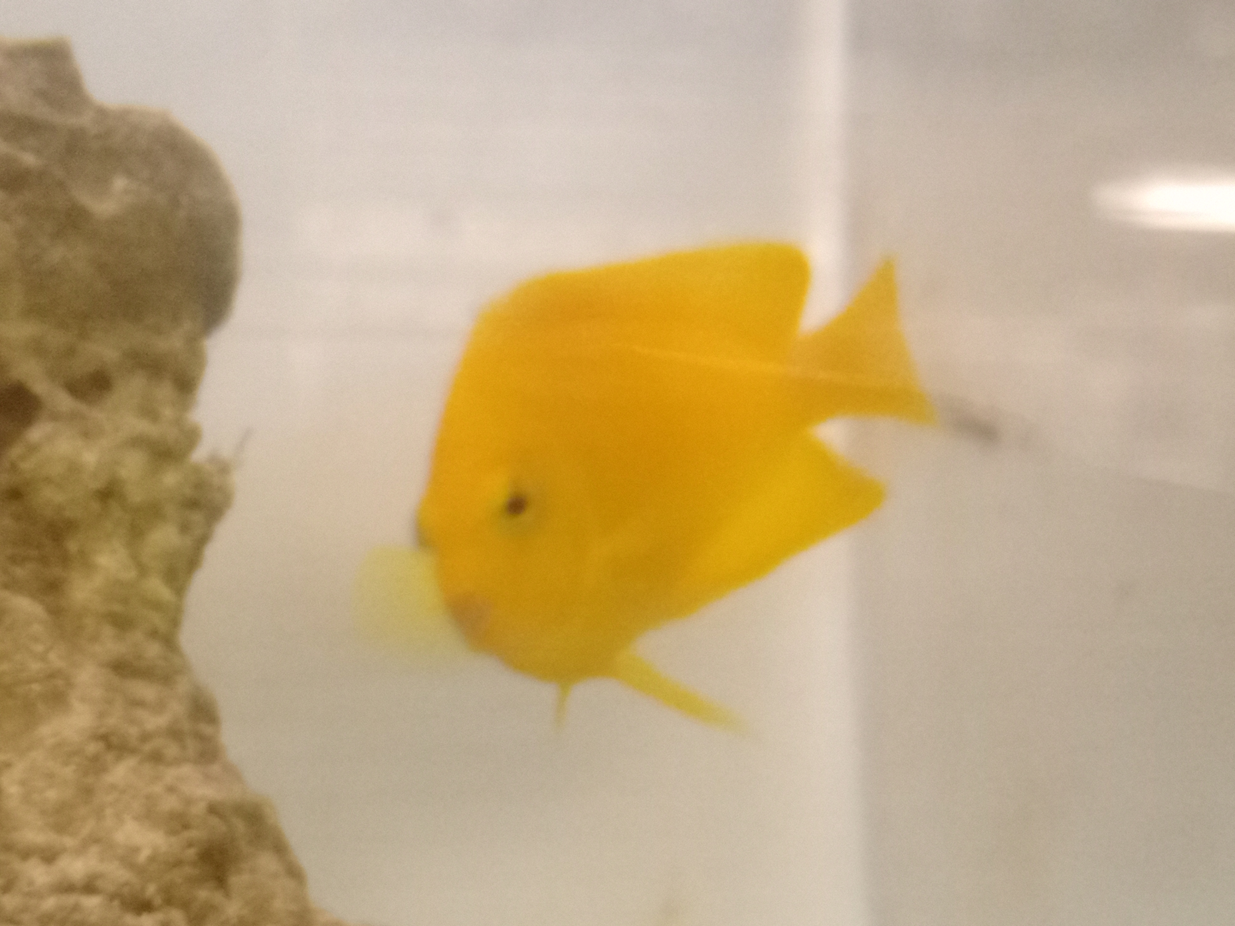 静岡の熱帯魚屋さんミクロの入荷。