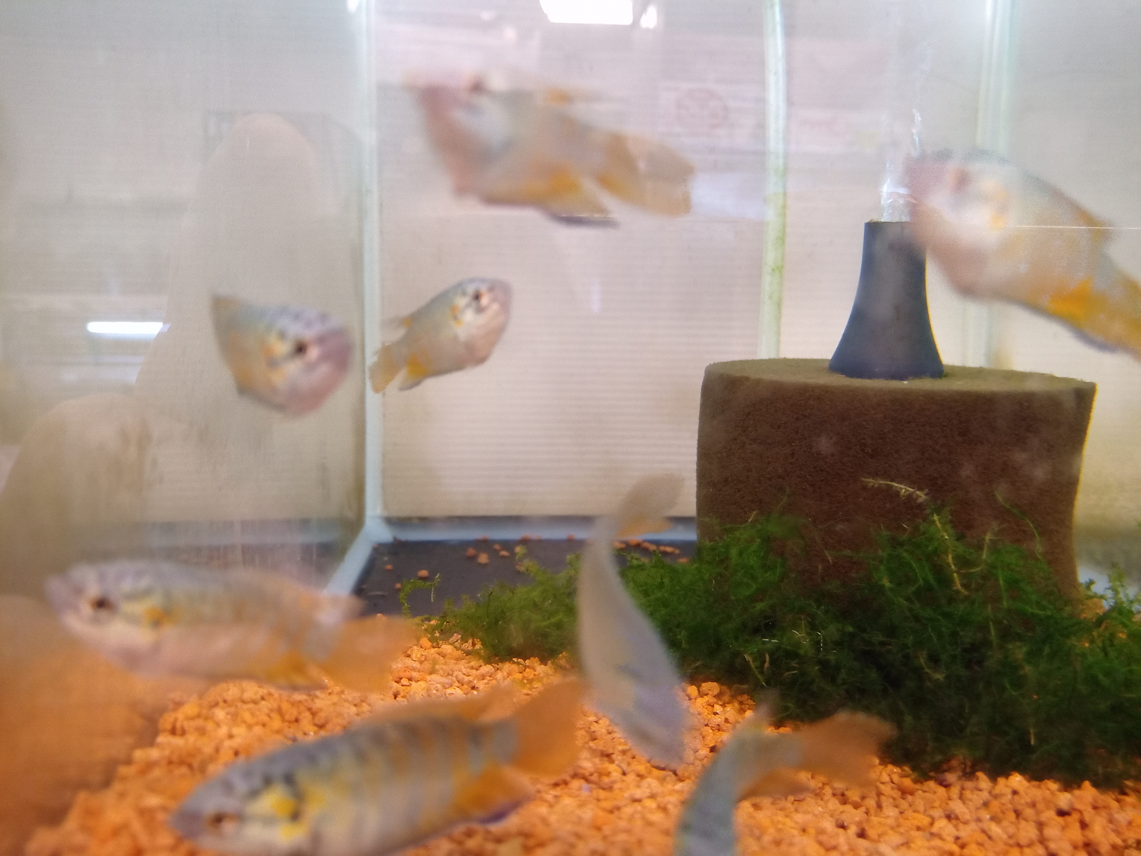 静岡の熱帯魚屋さんミクロの入荷。