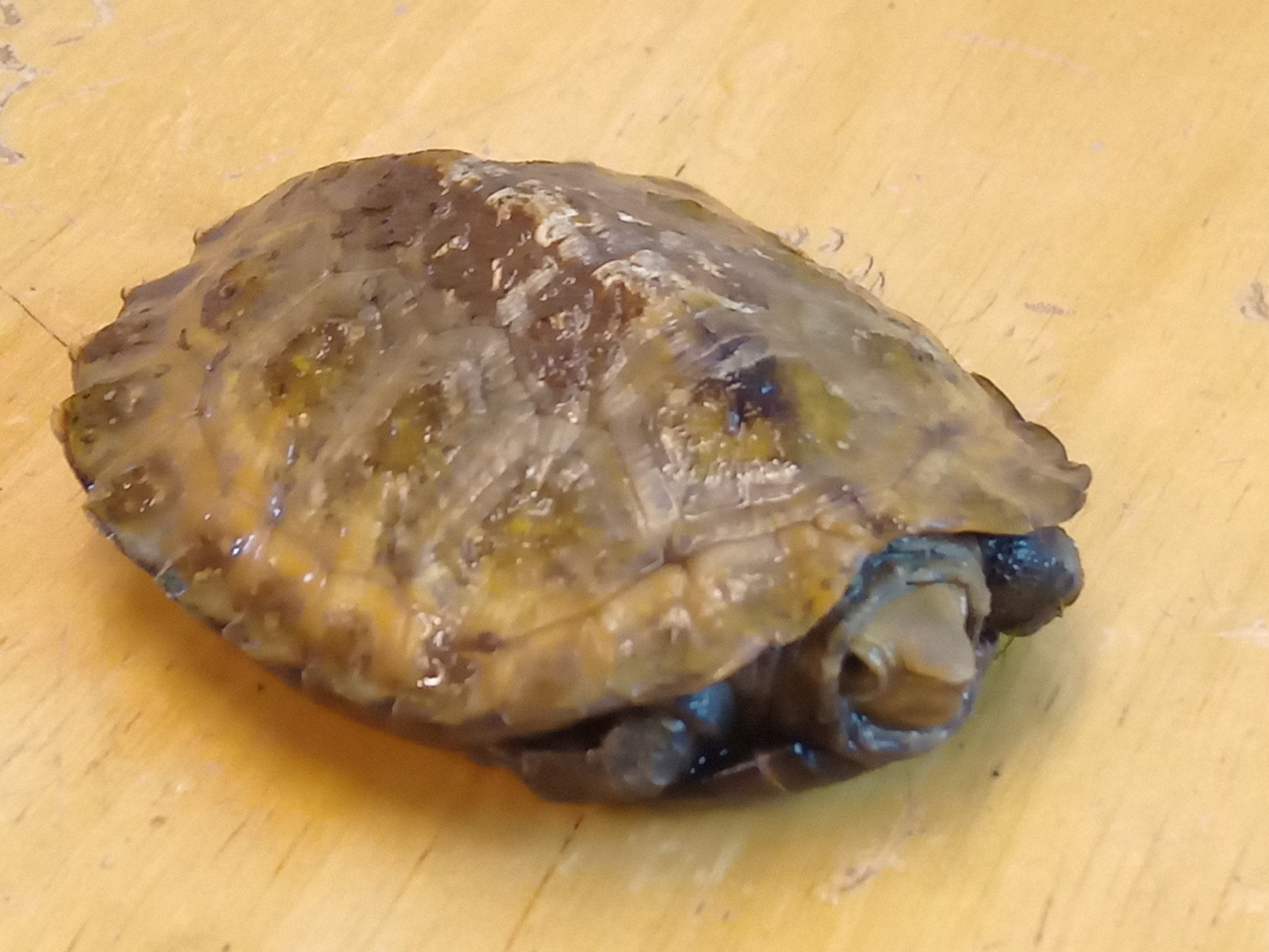 静岡の熱帯魚屋さんミクロのカメたち。