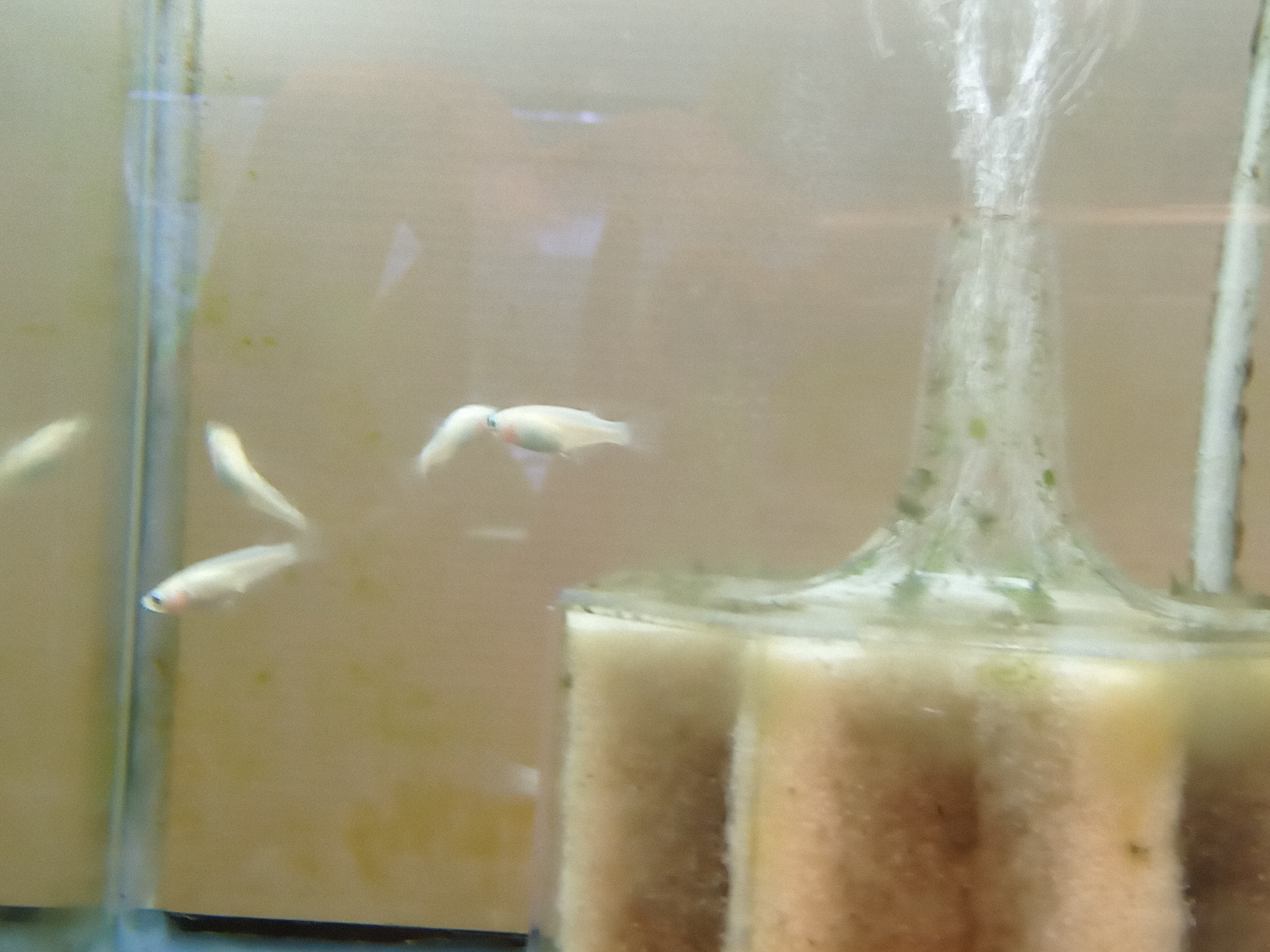 静岡の熱帯魚屋さんミクロの入荷。