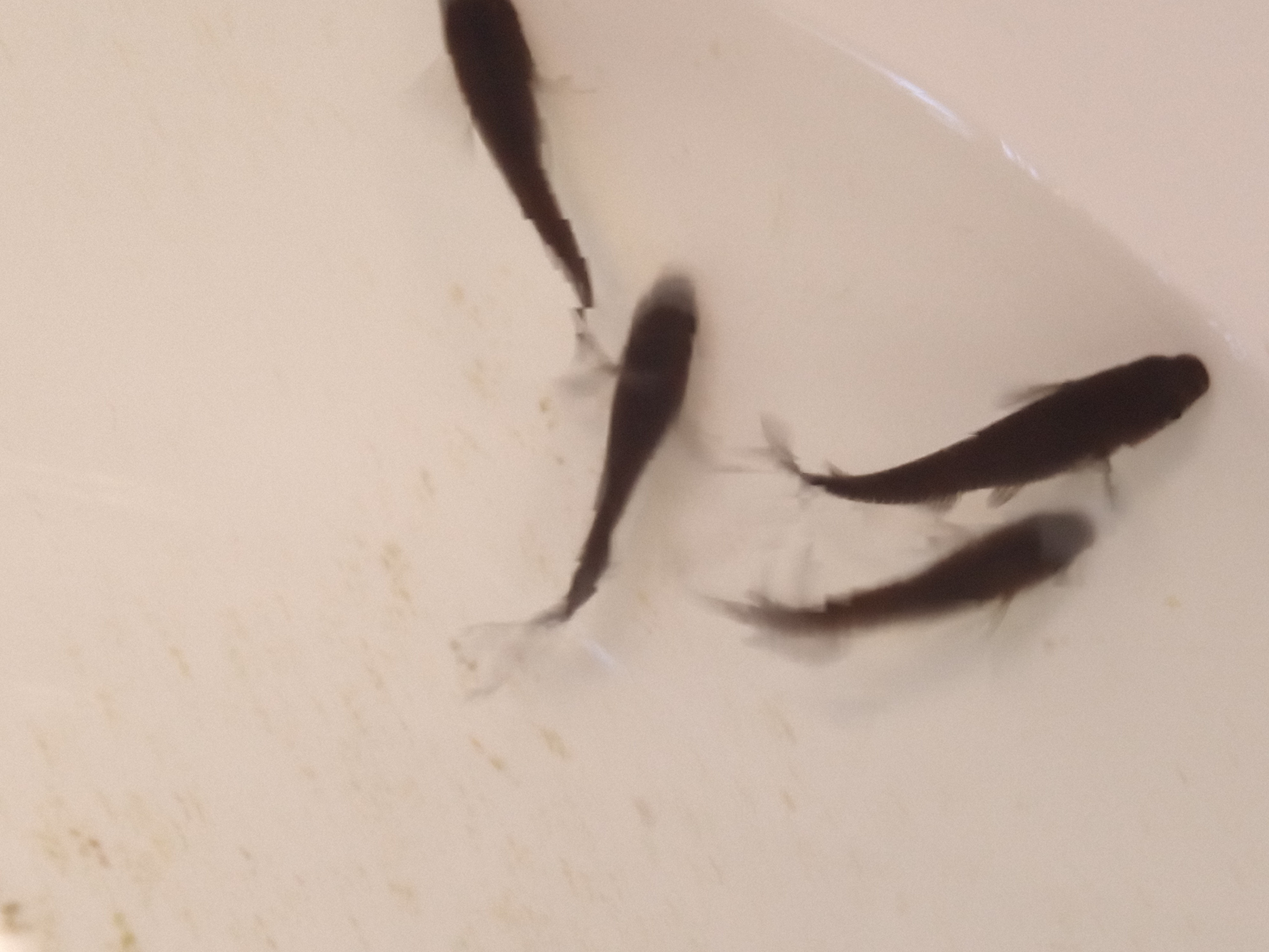 静岡の熱帯魚屋さんミクロの入荷。