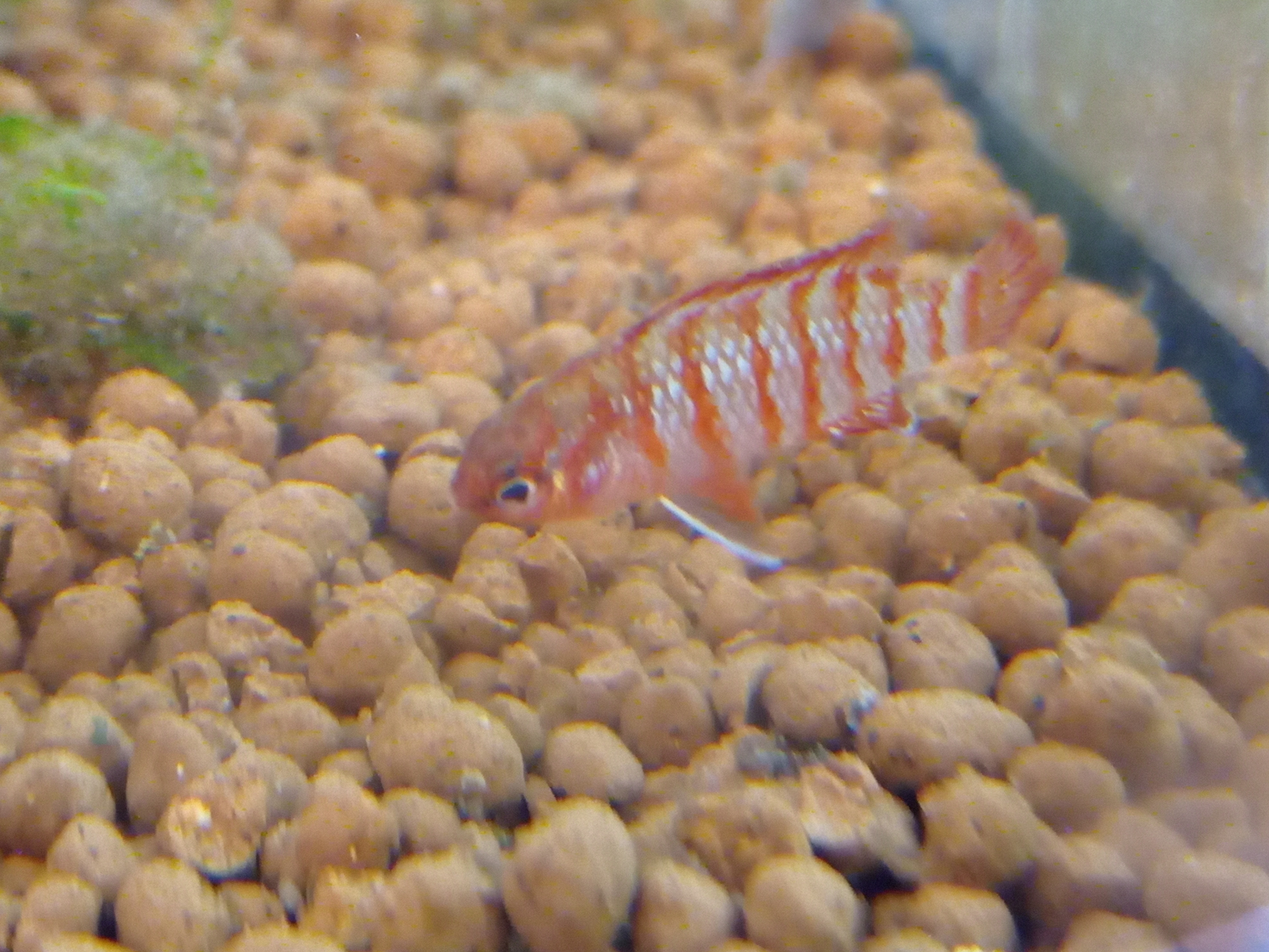 静岡の熱帯魚屋さんミクロの入荷。
