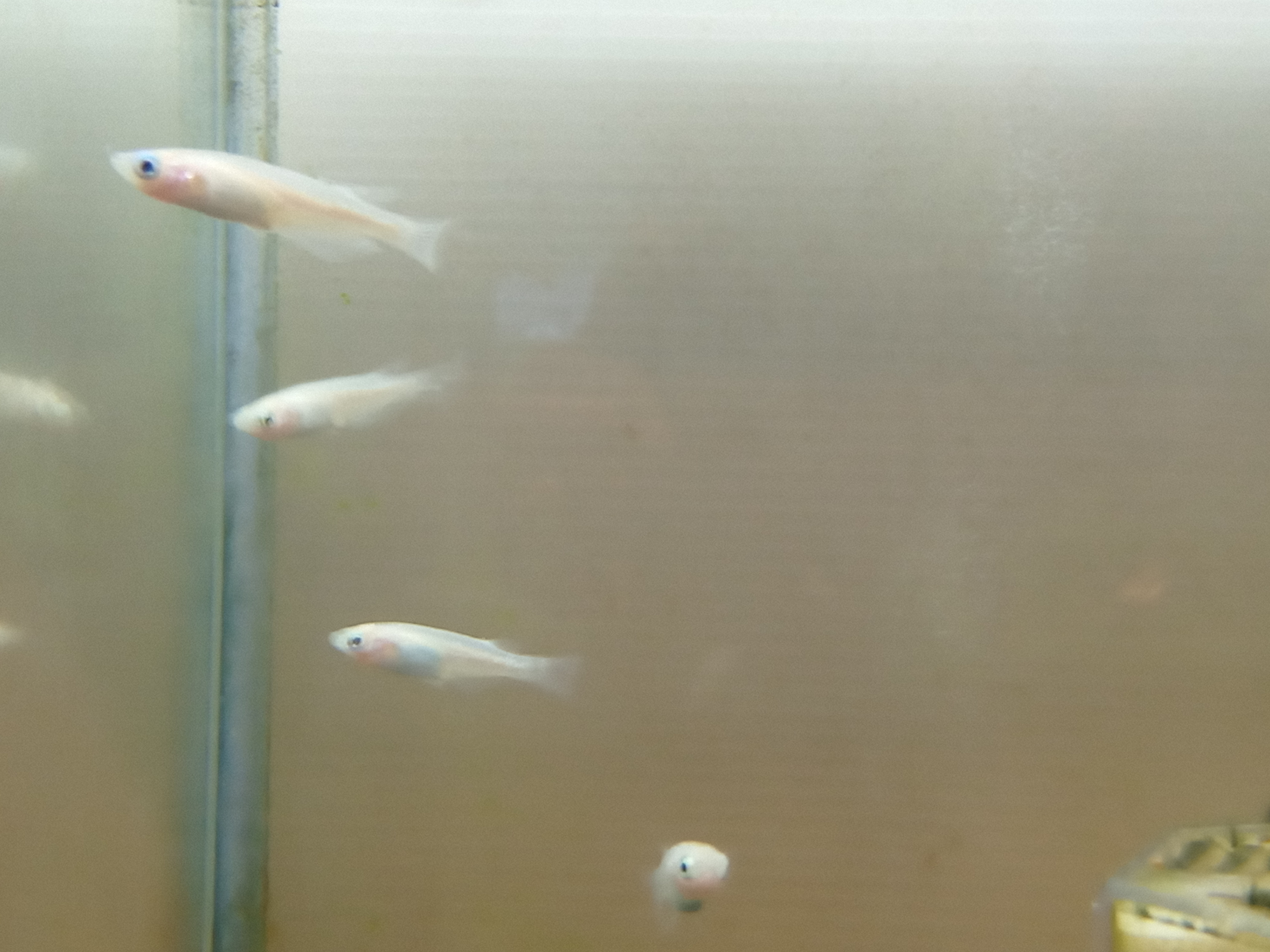 静岡の熱帯魚屋さんミクロの入荷。