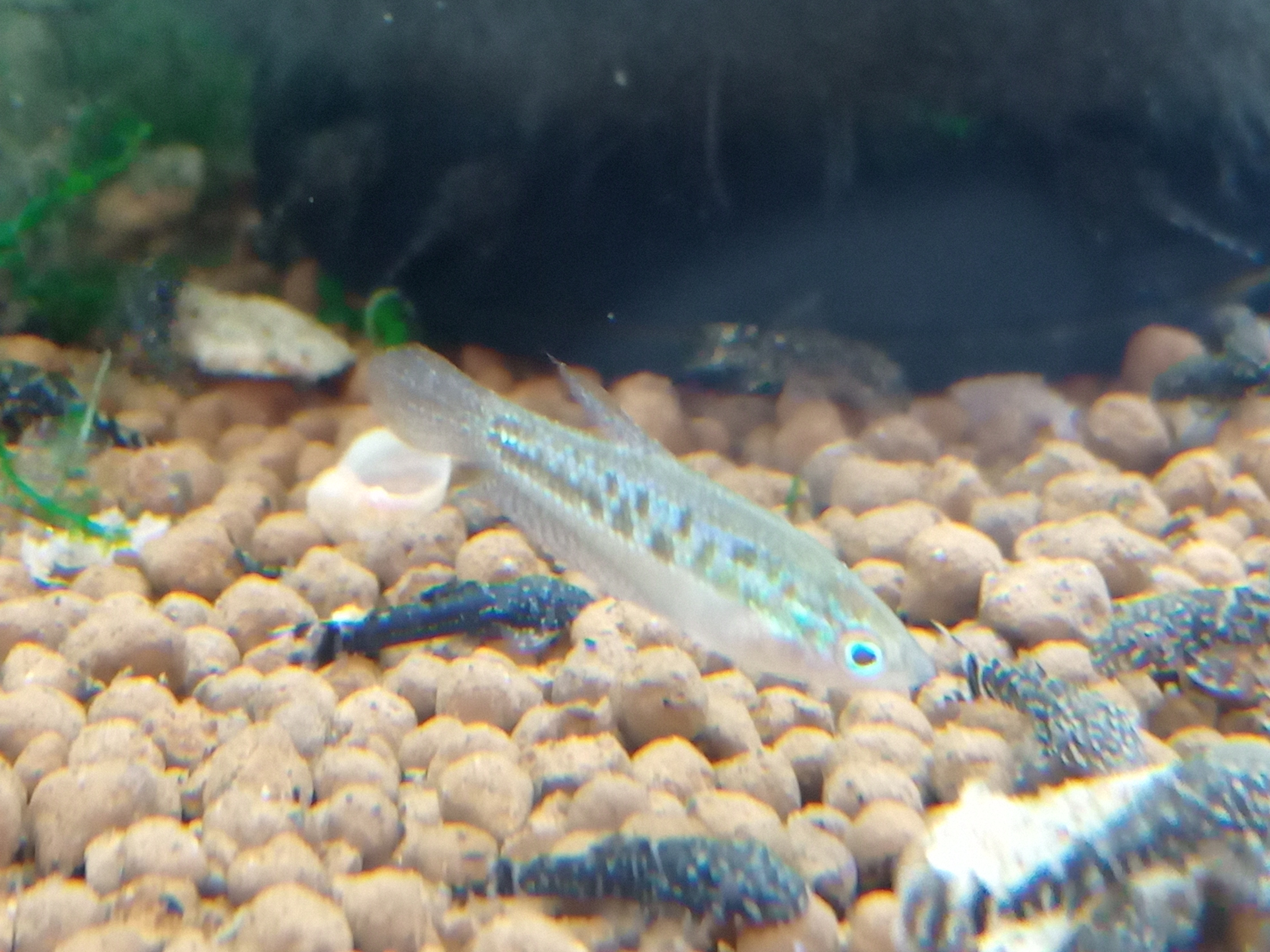 静岡の熱帯魚屋さんミクロの入荷。