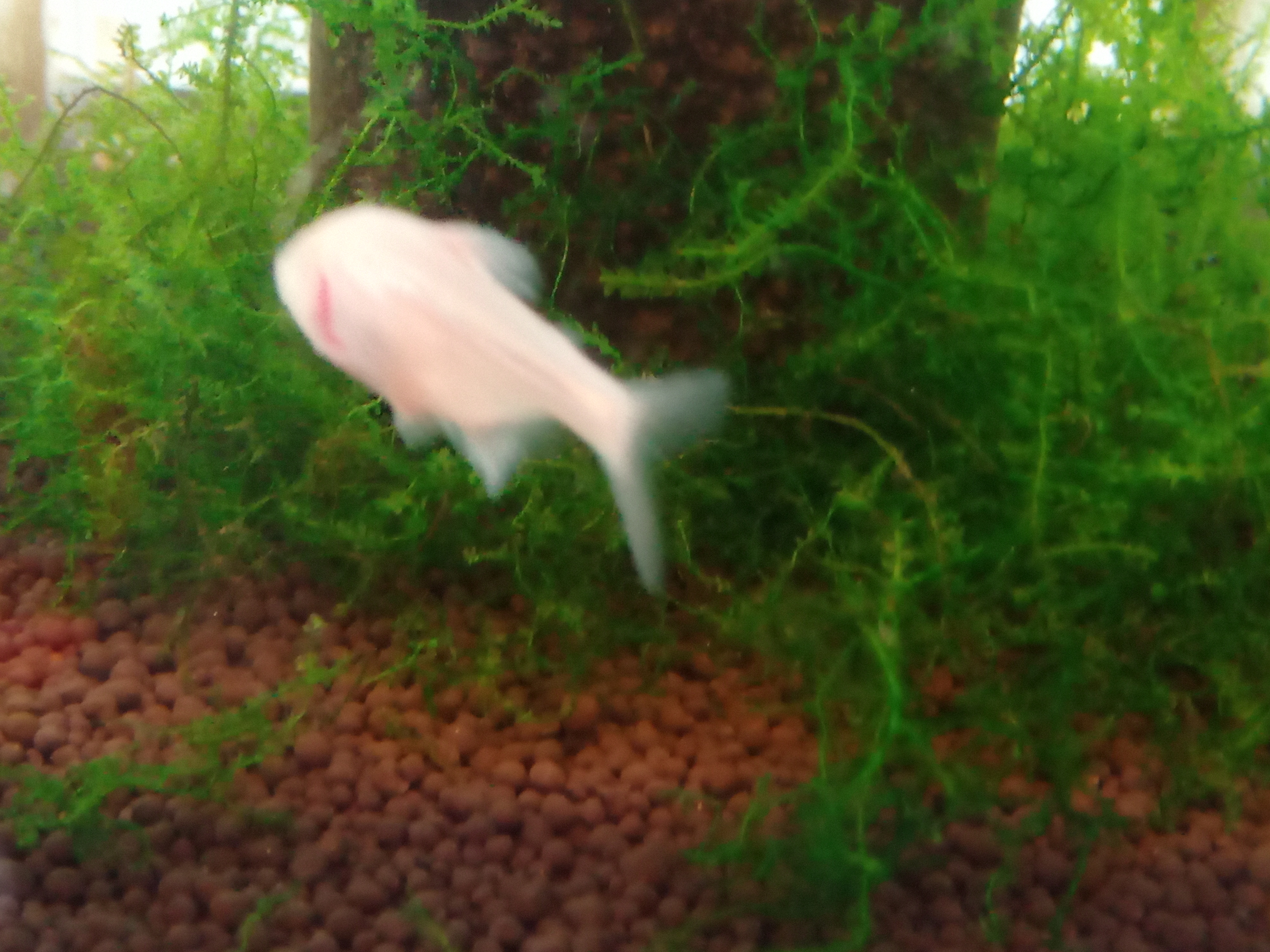 静岡の熱帯魚屋さんミクロの入荷。
