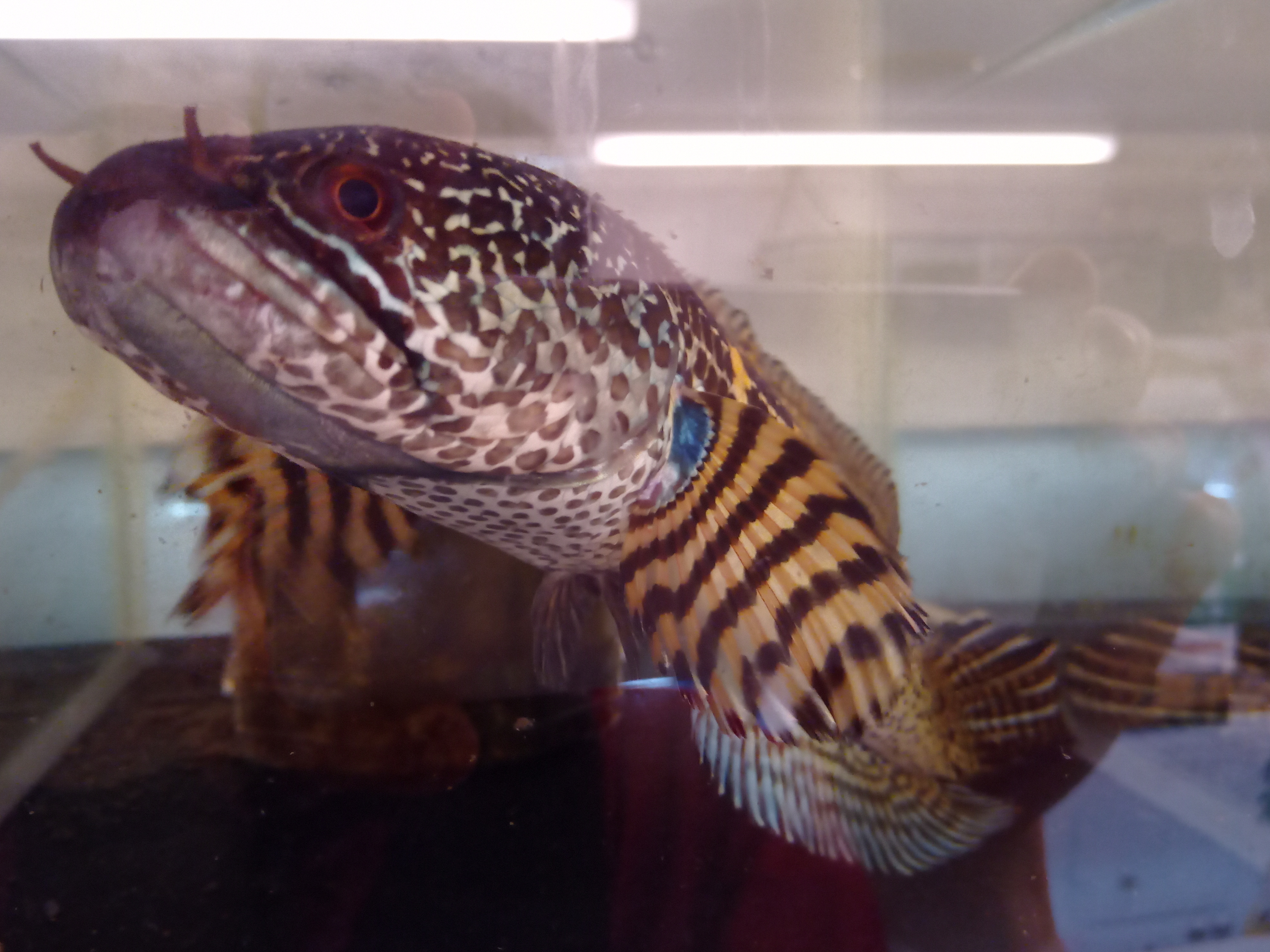 静岡の熱帯魚屋さんミクロの引き取りモノ。
