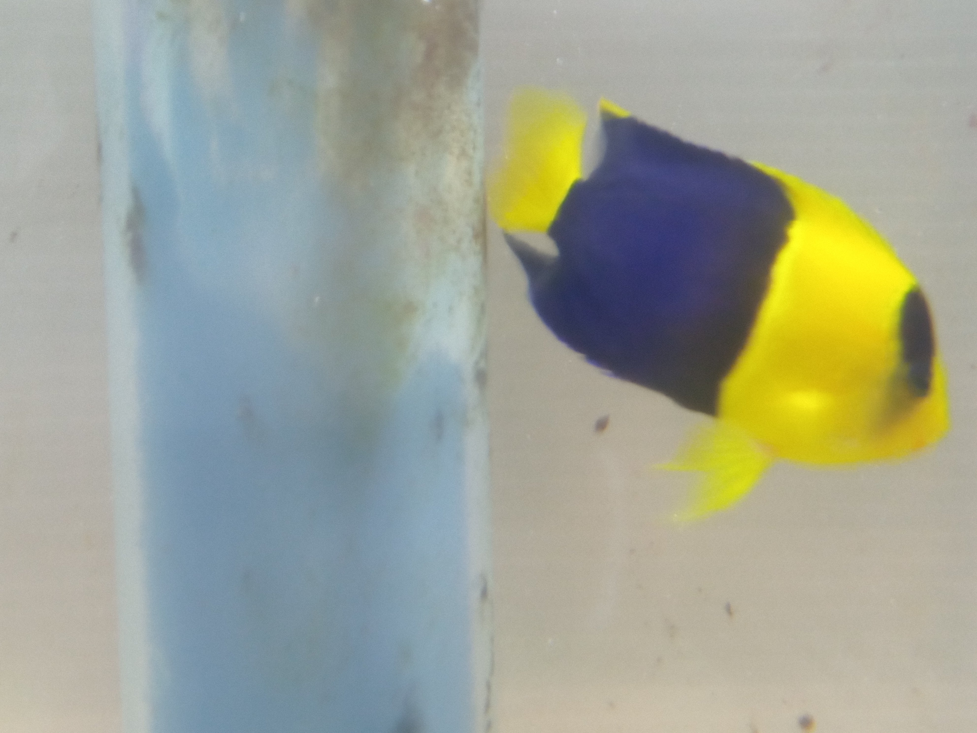 静岡の熱帯魚屋さんミクロの入荷。