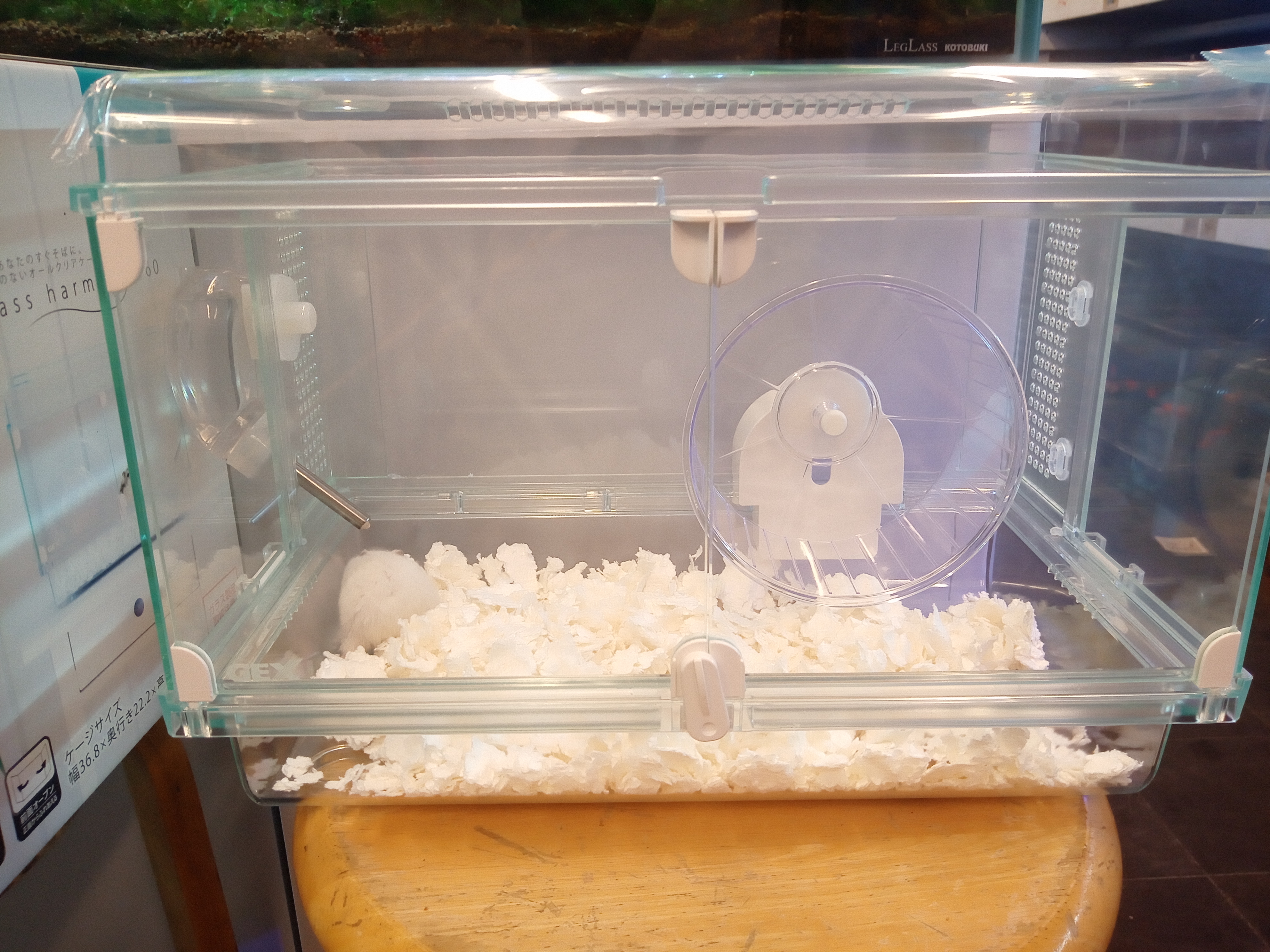 静岡の熱帯魚屋さんミクロのハムスター。