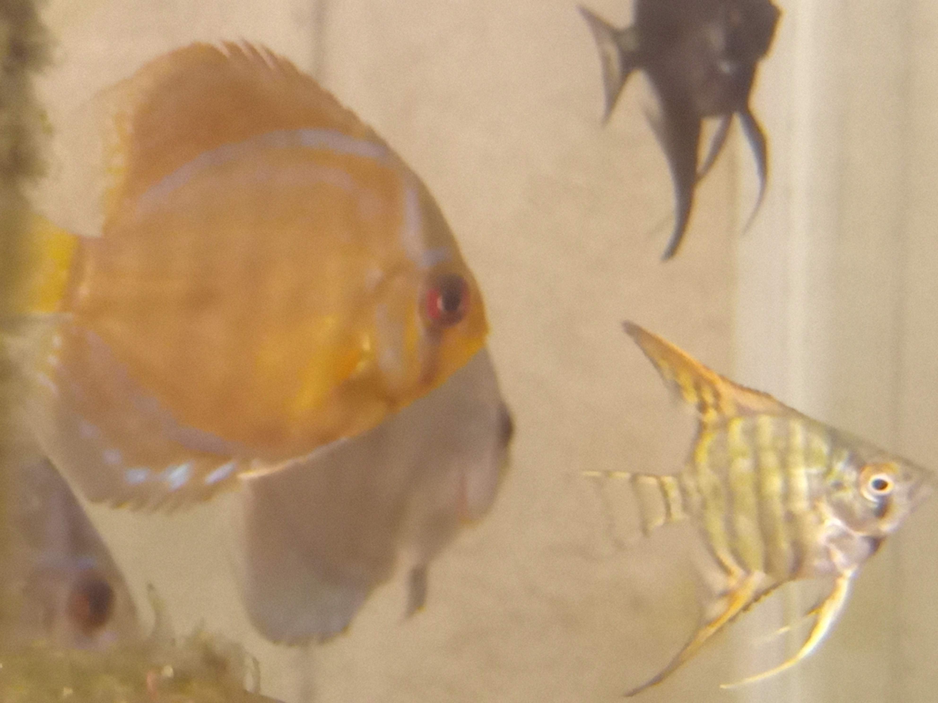 静岡の熱帯魚屋さんミクロの入荷。