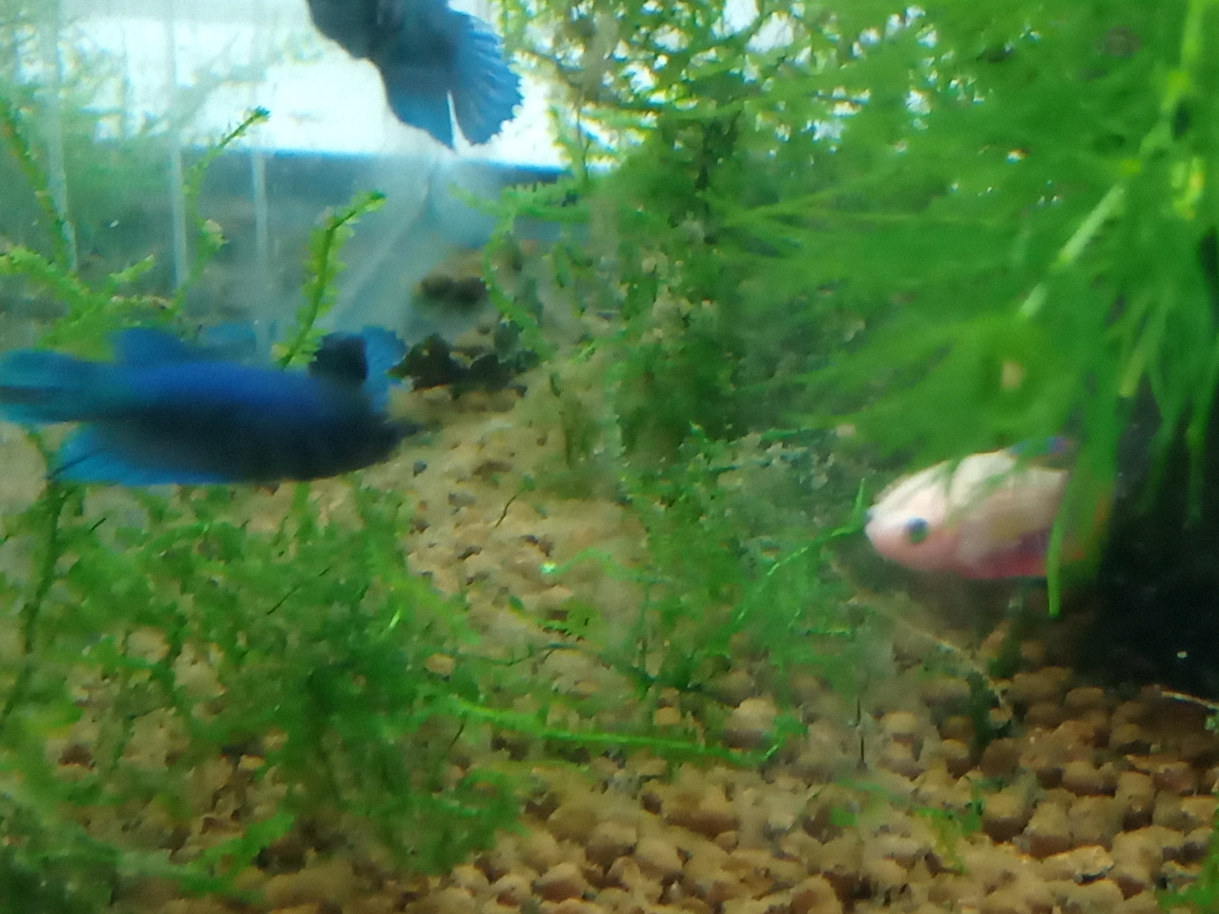 静岡の熱帯魚屋さんミクロの入荷。