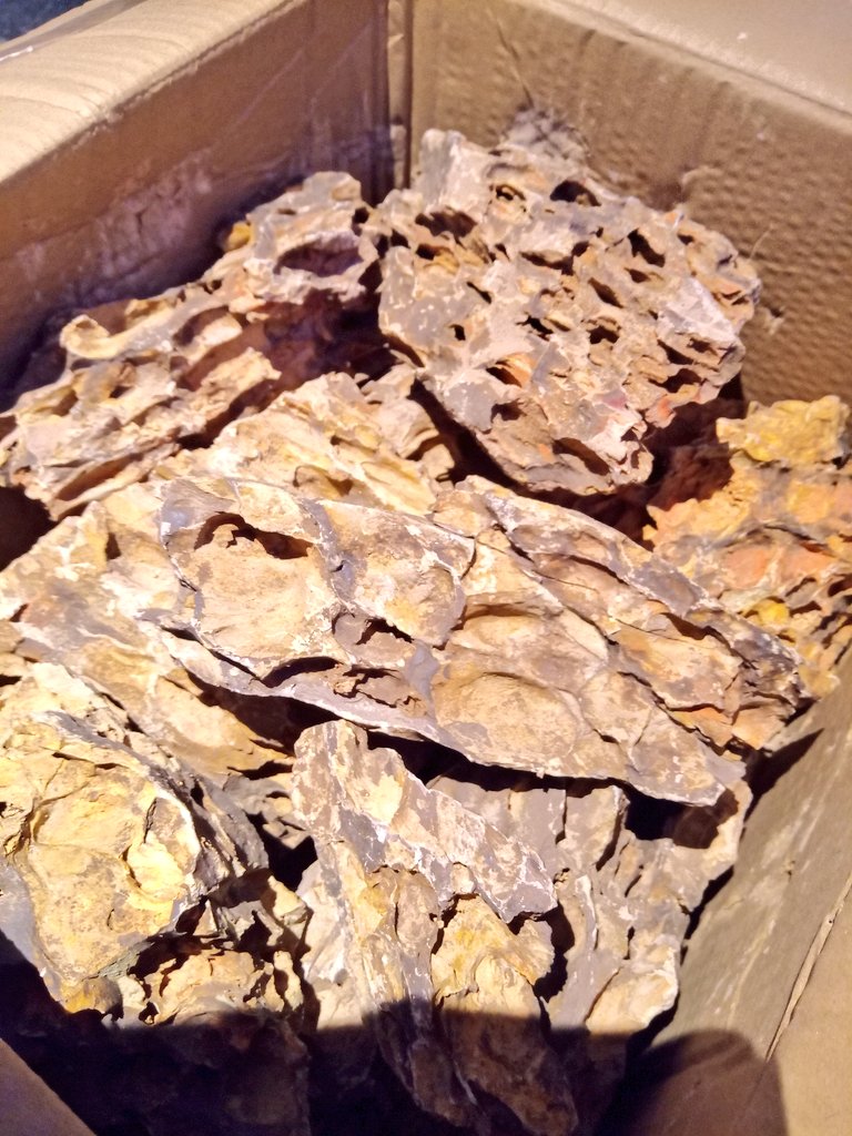 静岡の熱帯魚屋さんミクロの入荷。