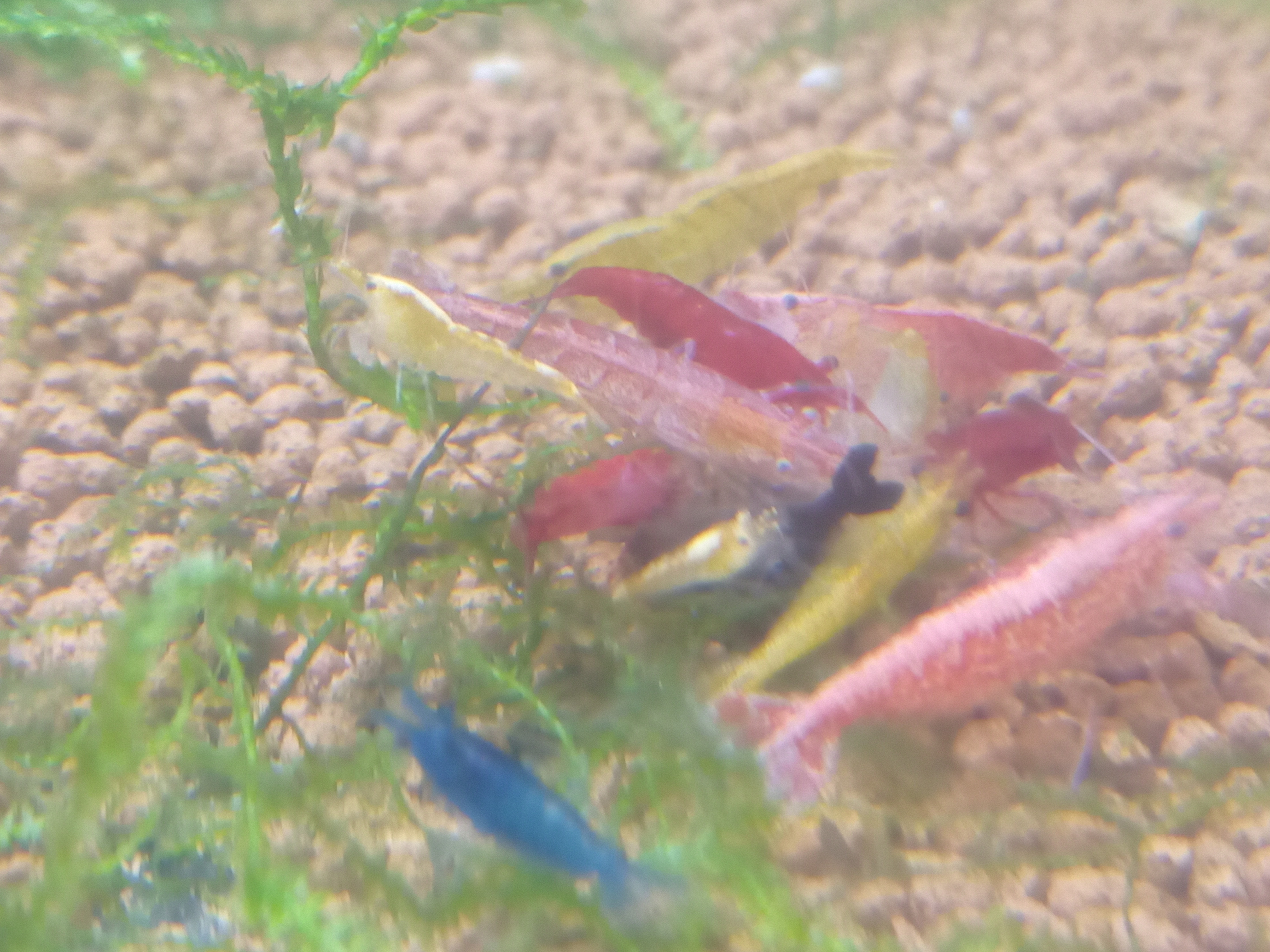 静岡の熱帯魚屋さんミクロの入荷。
