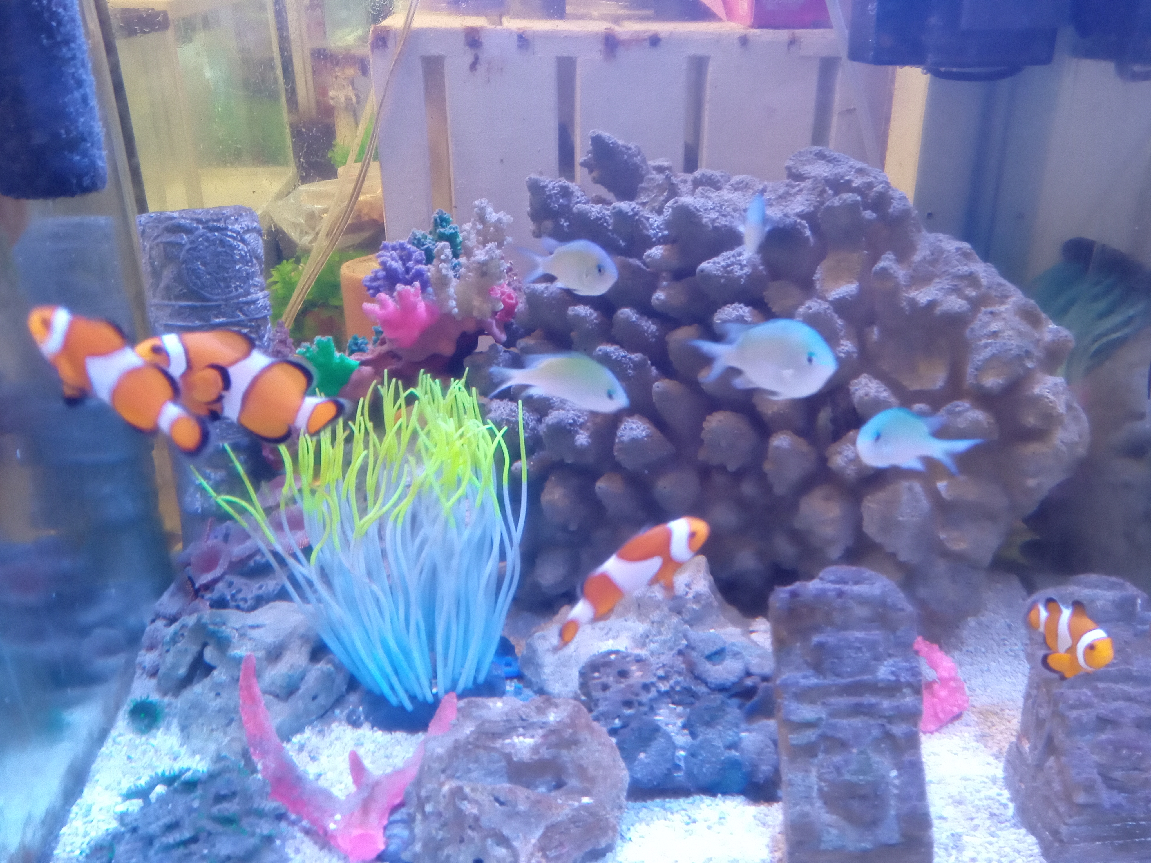 静岡の熱帯魚屋さんミクロの入荷（海水魚）。