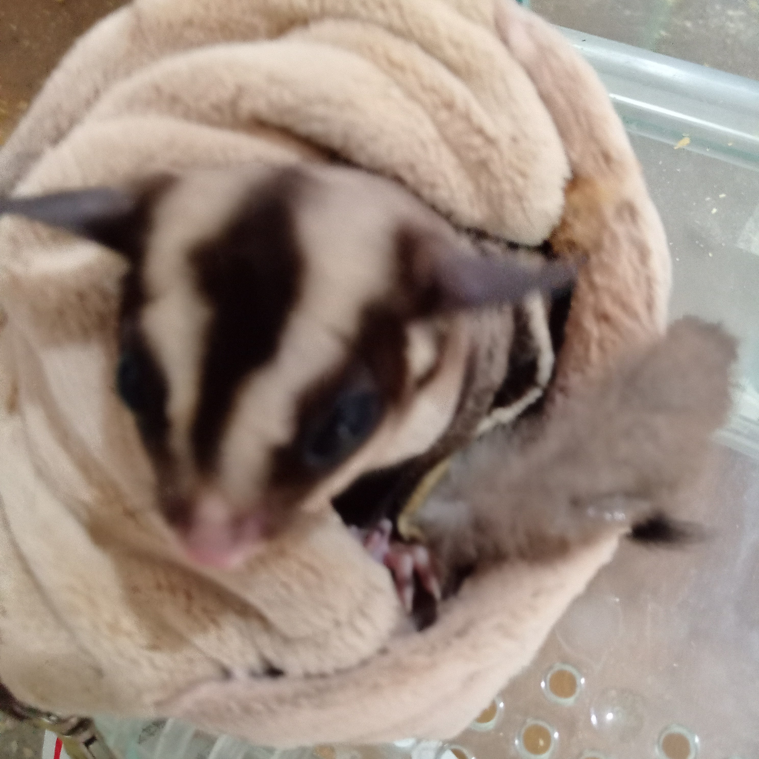 静岡の熱帯魚屋さんミクロの小動物。