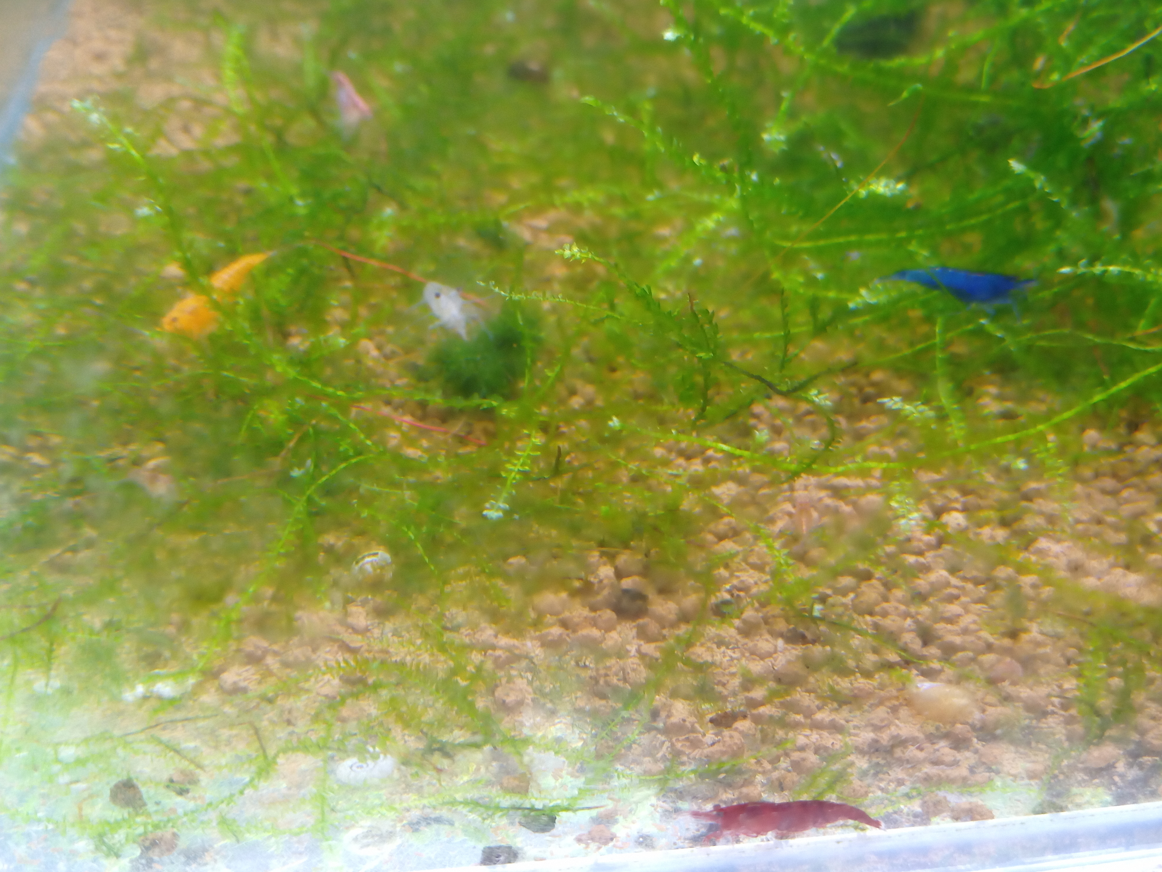 静岡の熱帯魚屋さんミクロの入荷（小型淡水えび）。