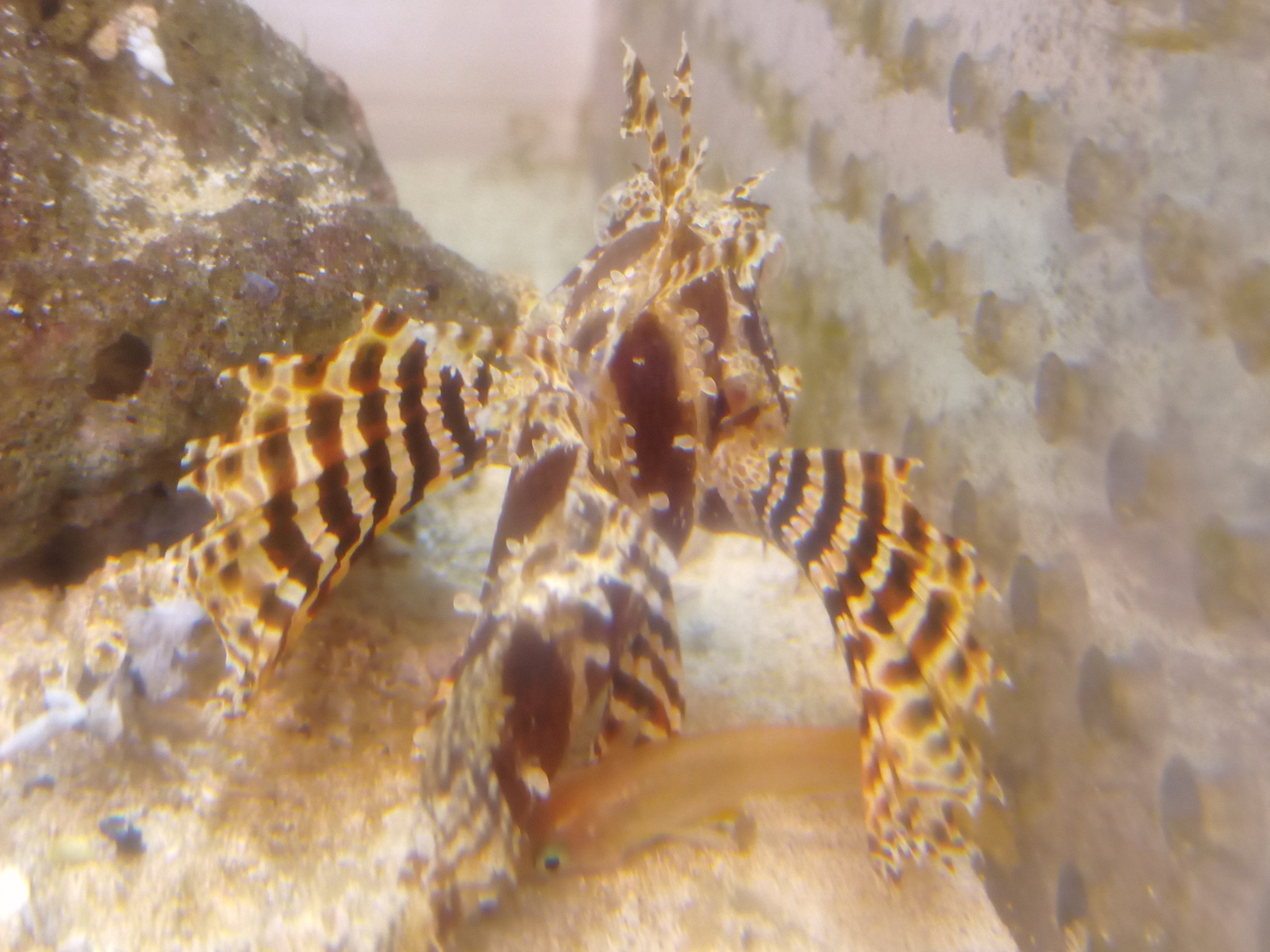 静岡の熱帯魚屋さんミクロの入荷。