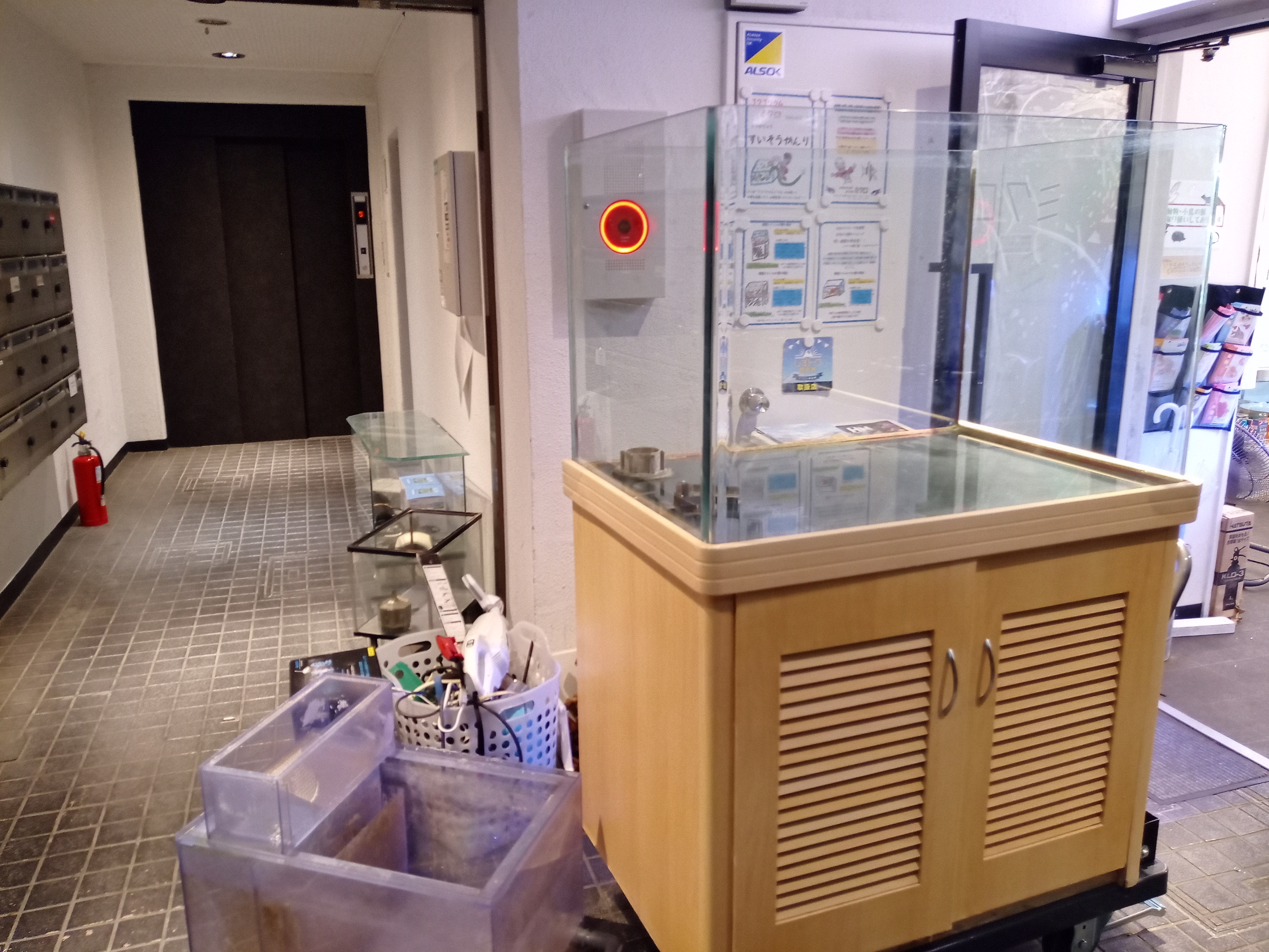 静岡の熱帯魚屋さんミクロの中古。