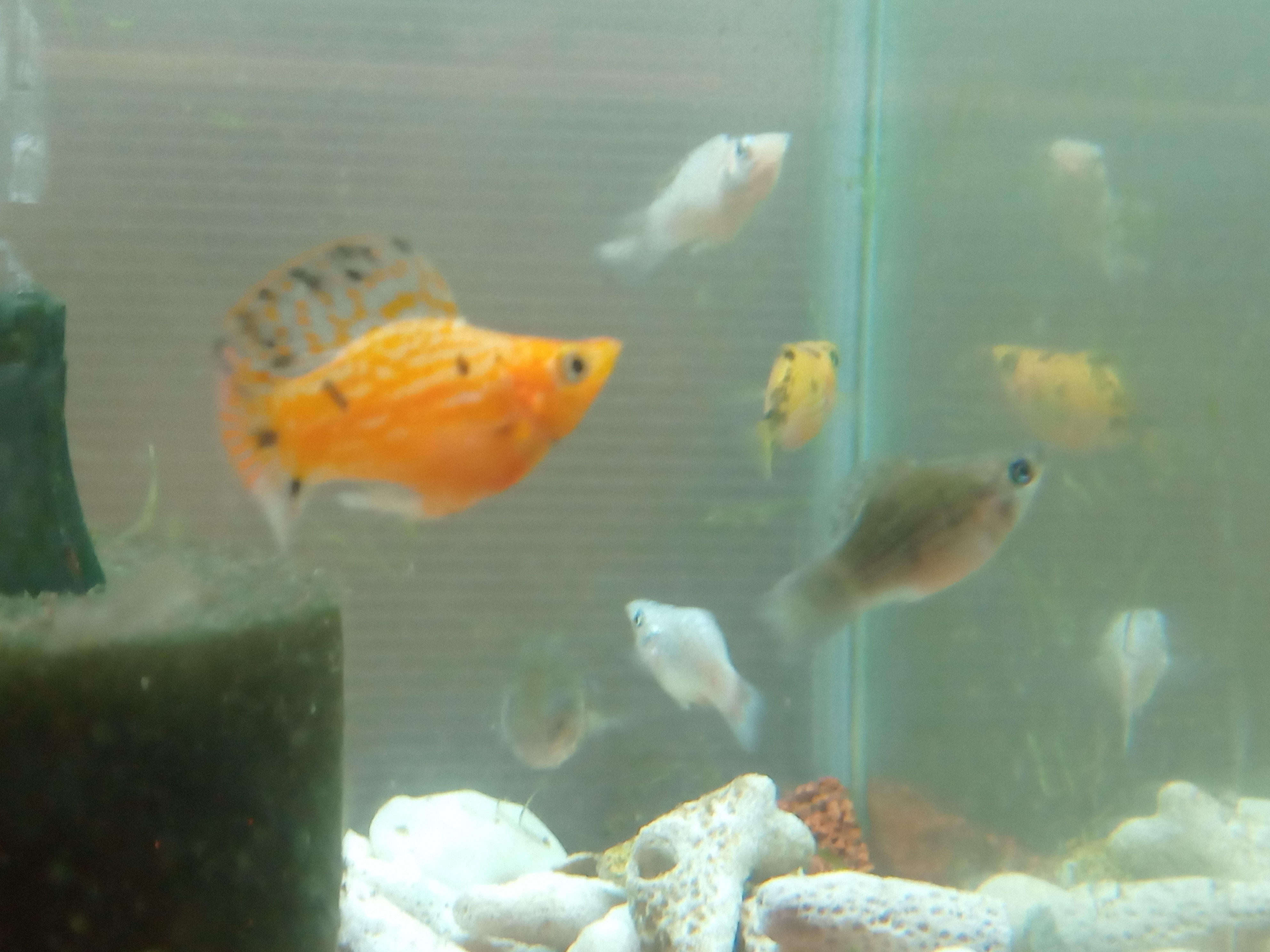 静岡の熱帯魚屋さんミクロの入荷。