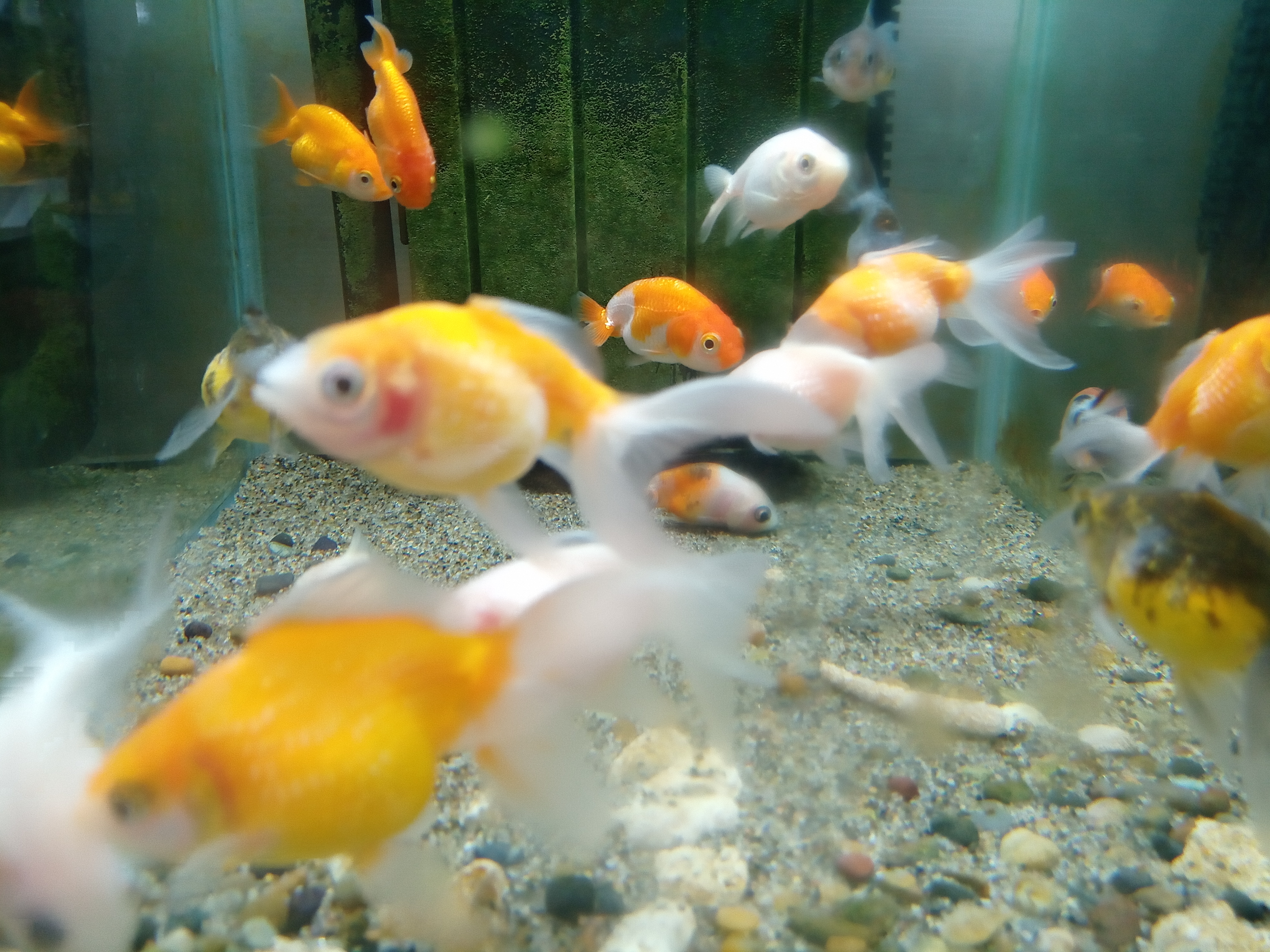 静岡の熱帯魚屋さんミクロの金魚の飼い方。