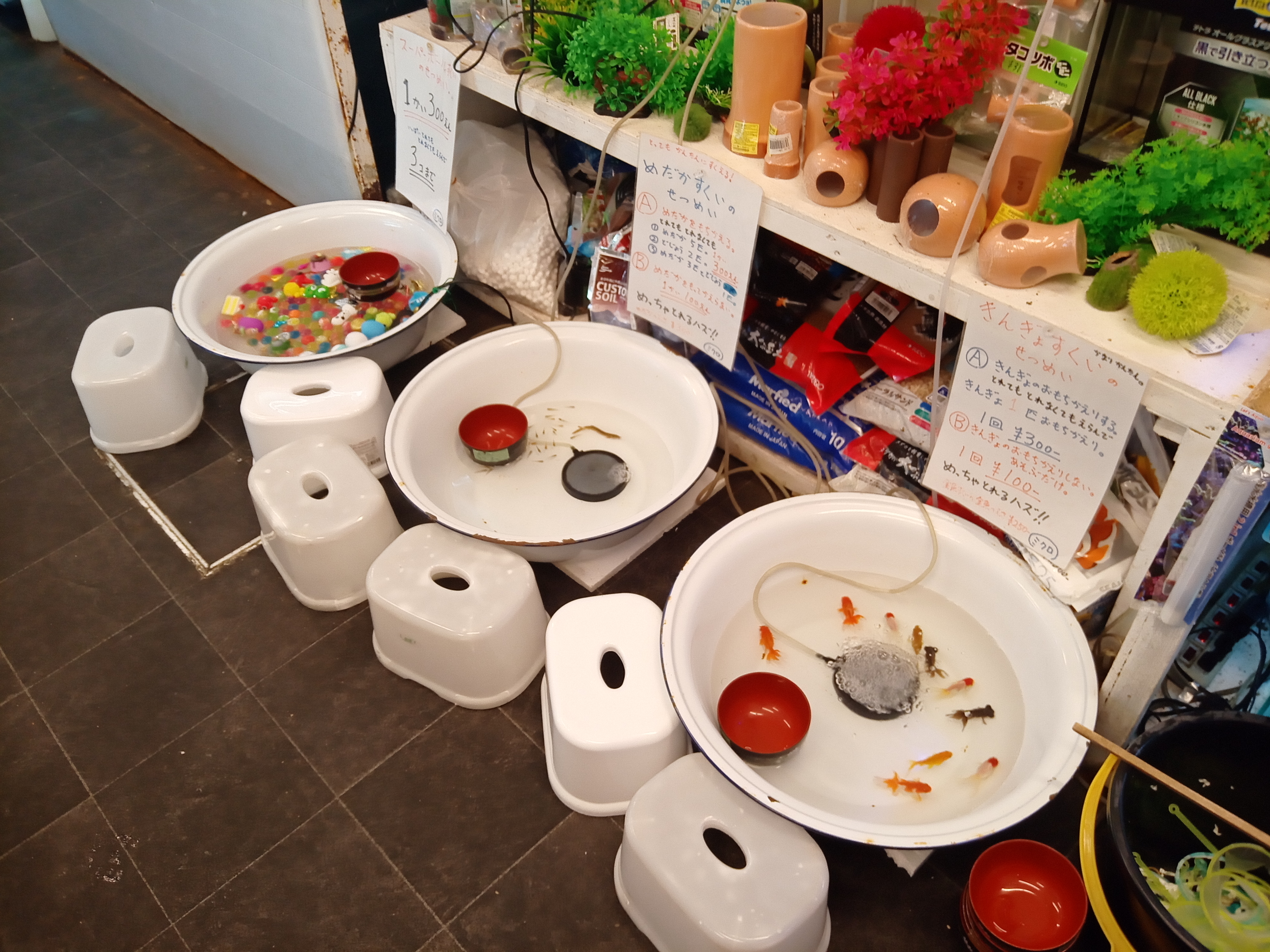 静岡の熱帯魚屋さんミクロの今日。