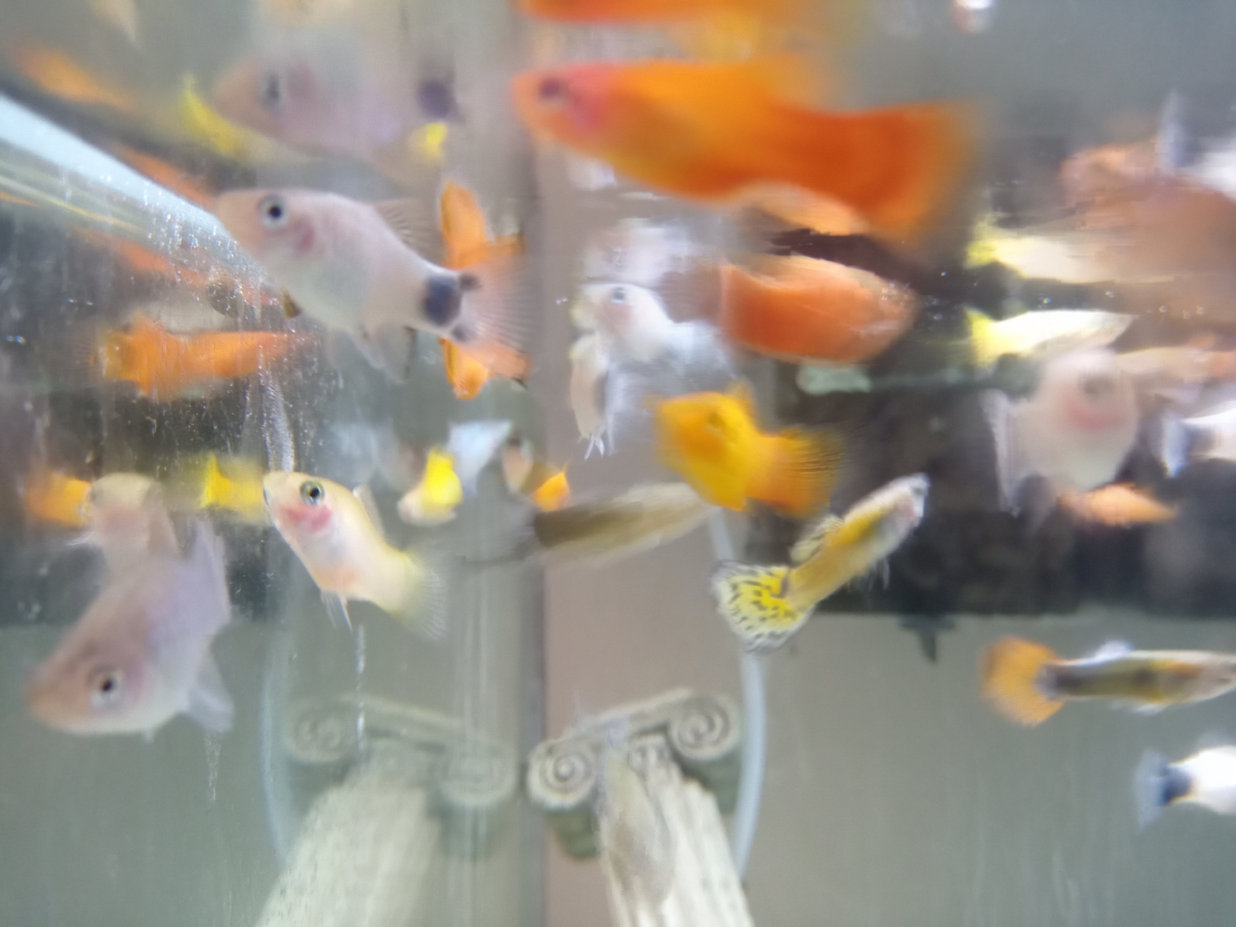 静岡の熱帯魚屋さんミクロの入荷。