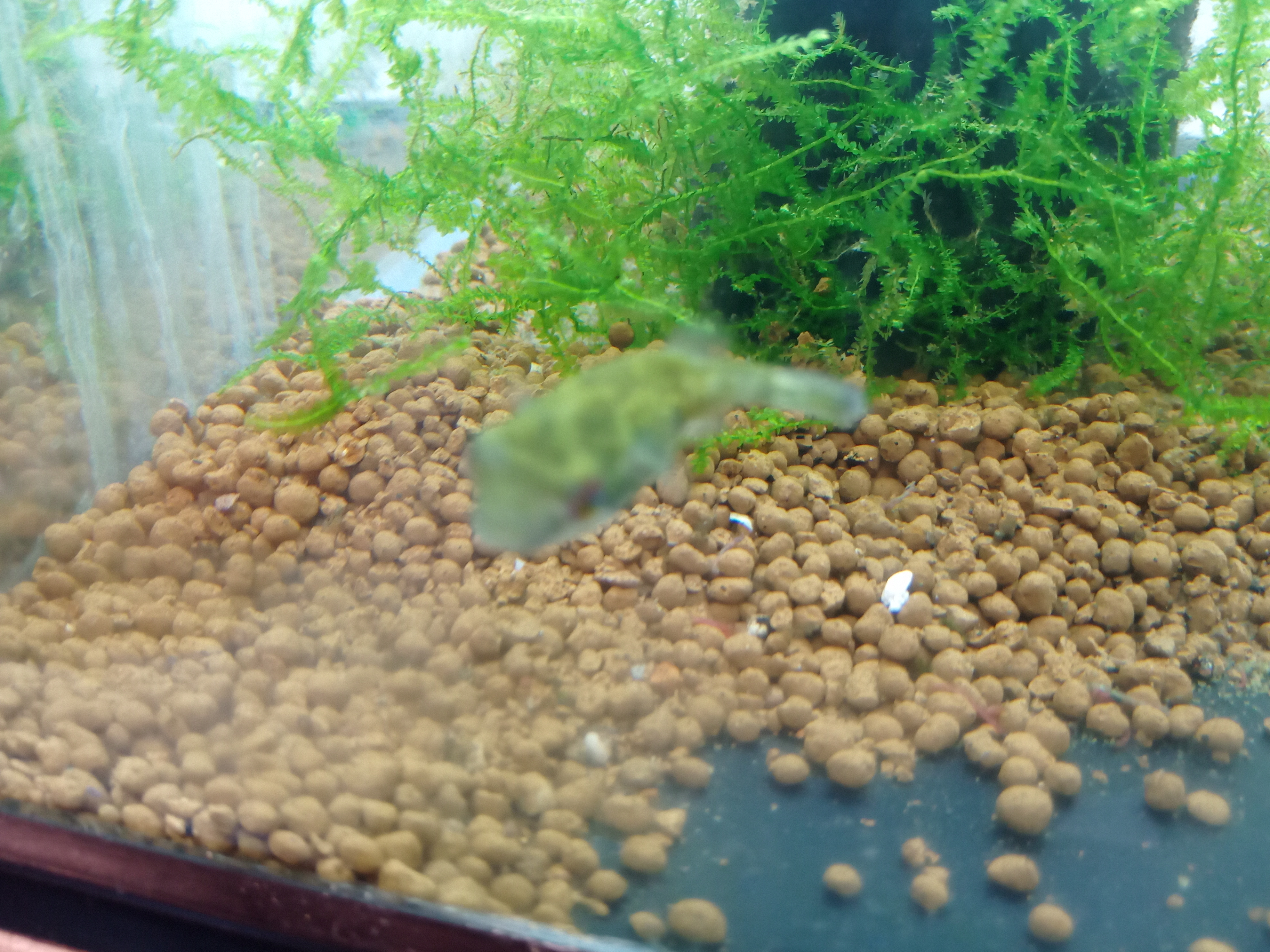 静岡の熱帯魚屋さんミクロの入荷。