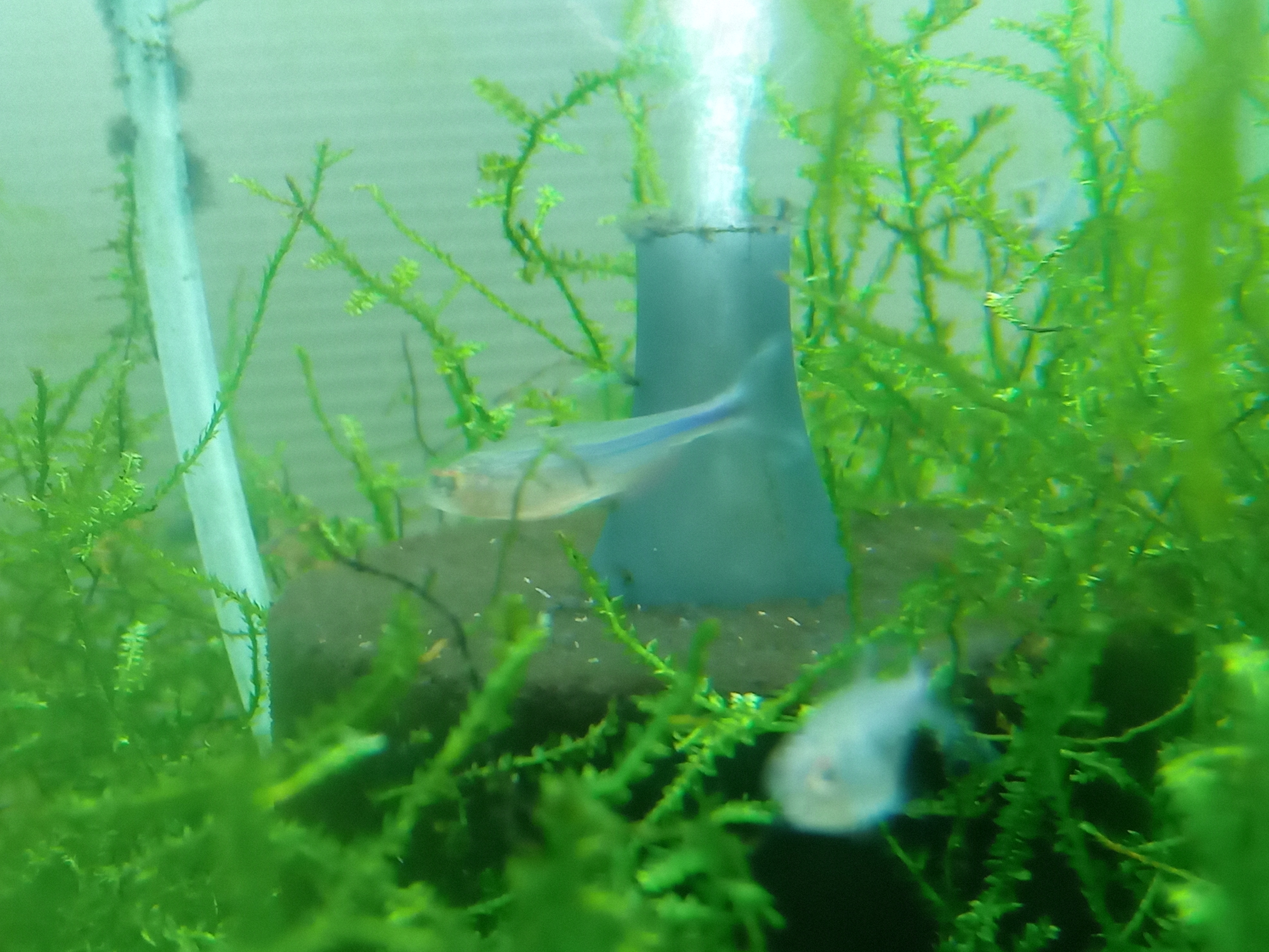 静岡の熱帯魚屋さんミクロの入荷。