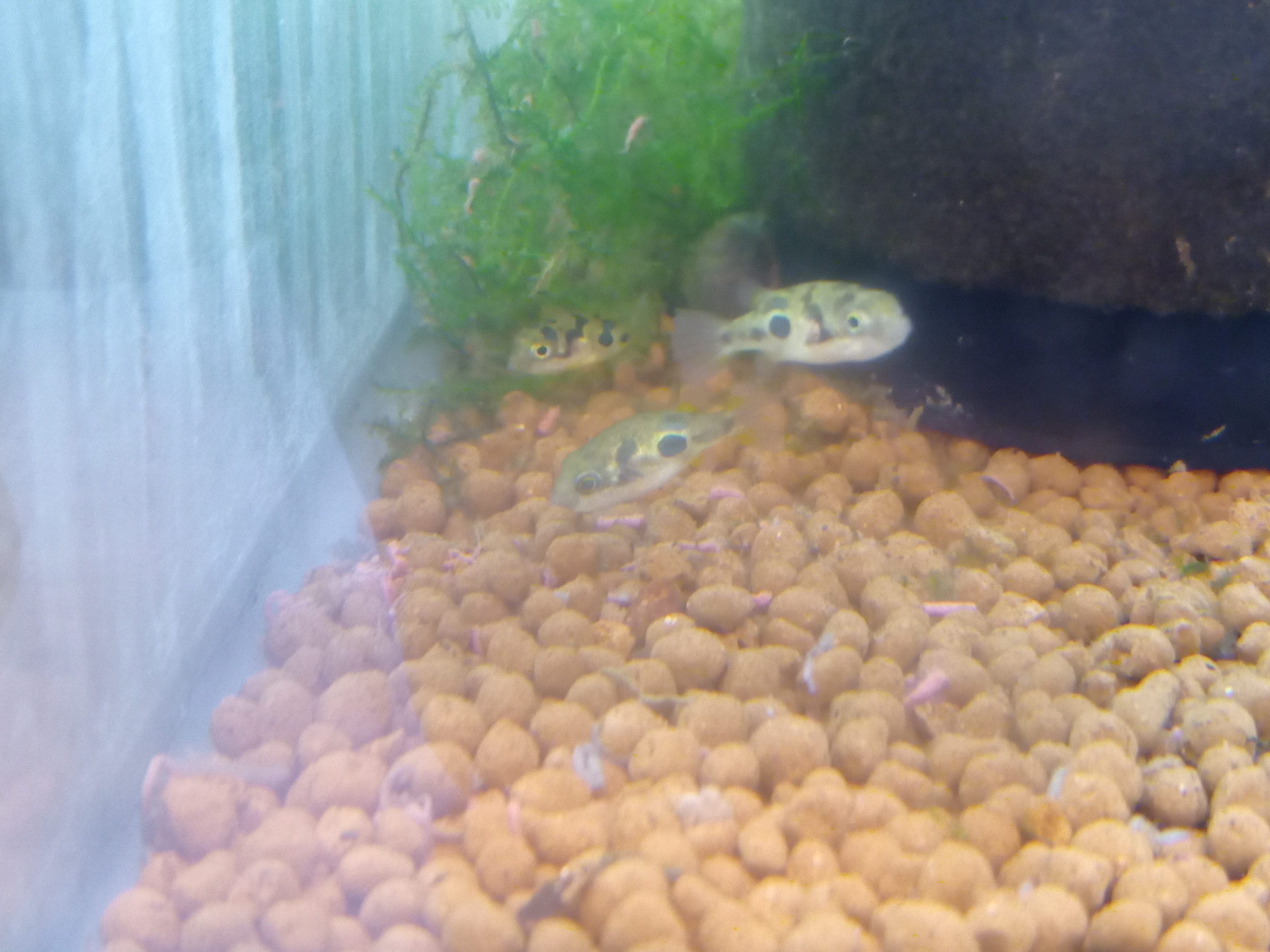 静岡の熱帯魚屋さんミクロの入荷。