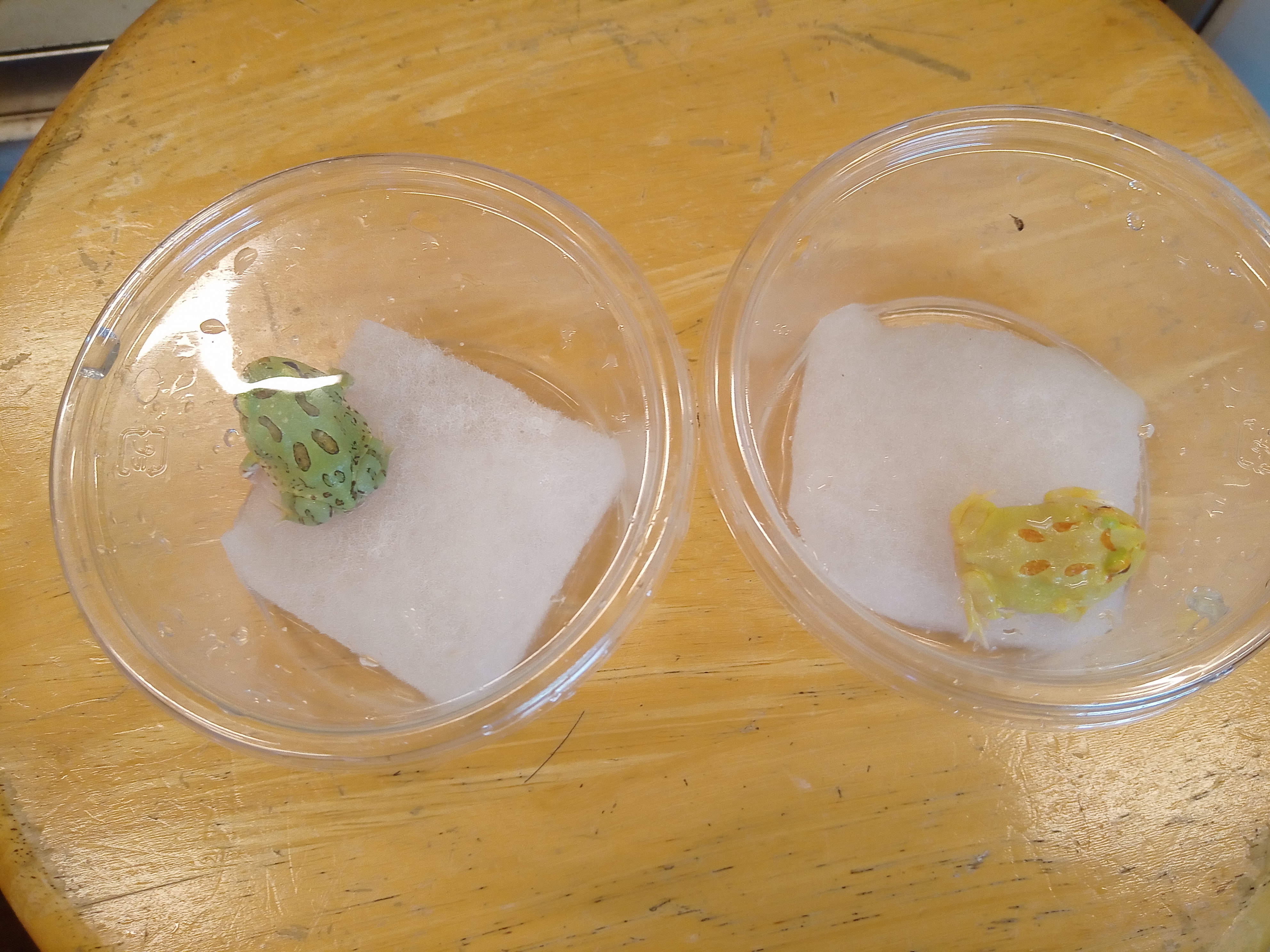 静岡の熱帯魚屋さんミクロの入荷。