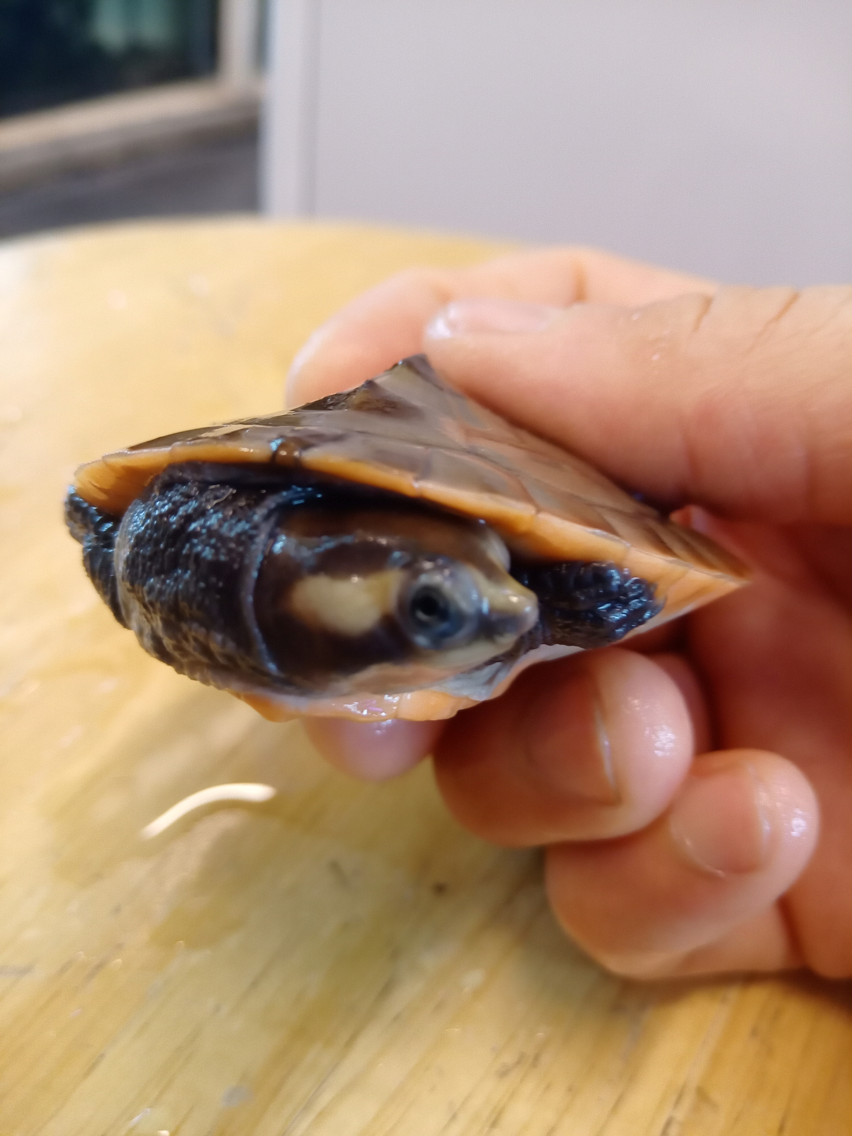 静岡のペットショップミクロで始める「にしきまげくびがめ」飼育
