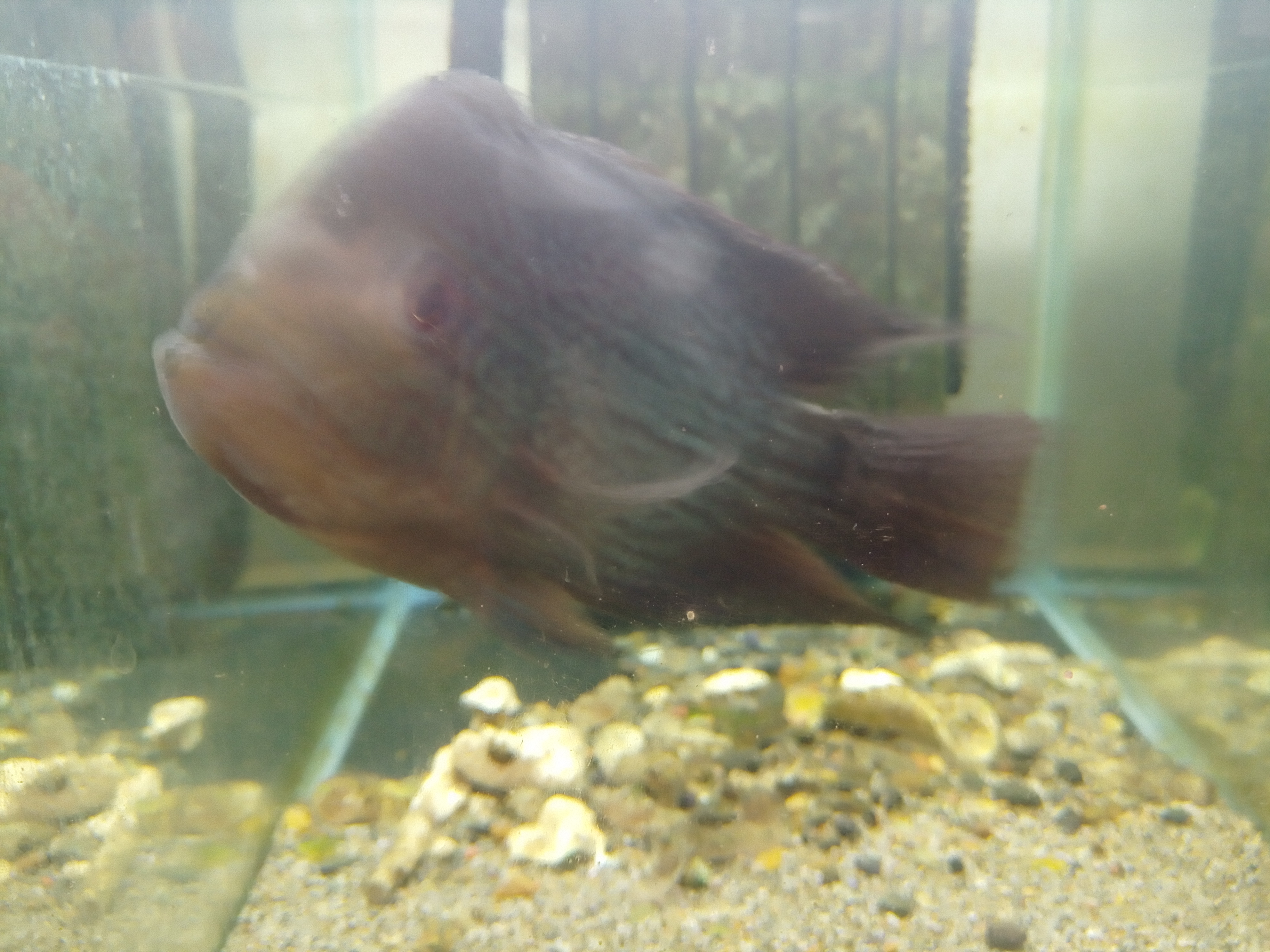 静岡の熱帯魚屋さんミクロの引き取りモノ。