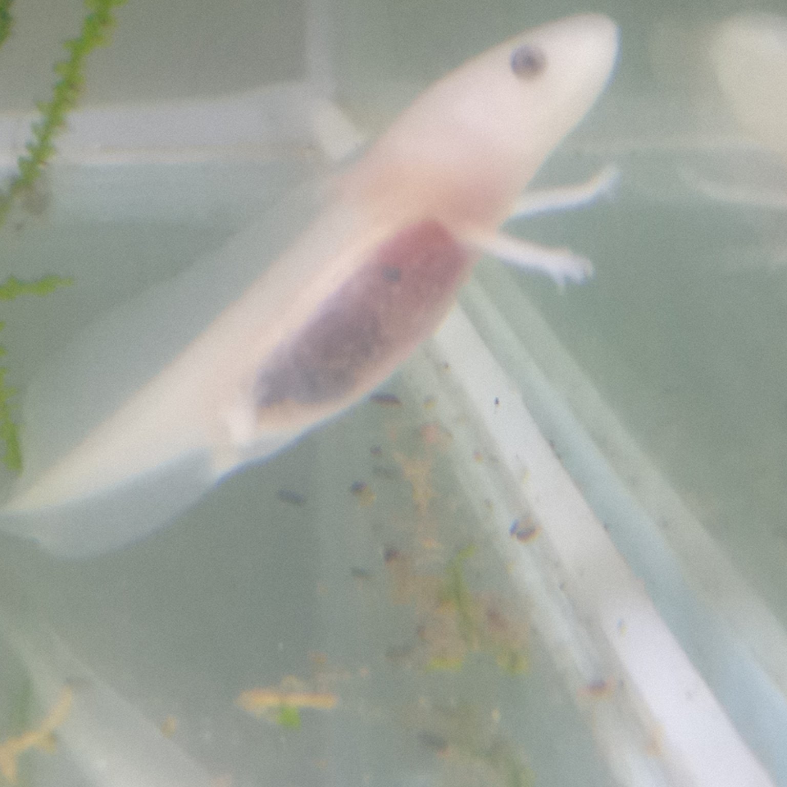静岡の熱帯魚屋さんミクロで始める「ウーパールーパー」