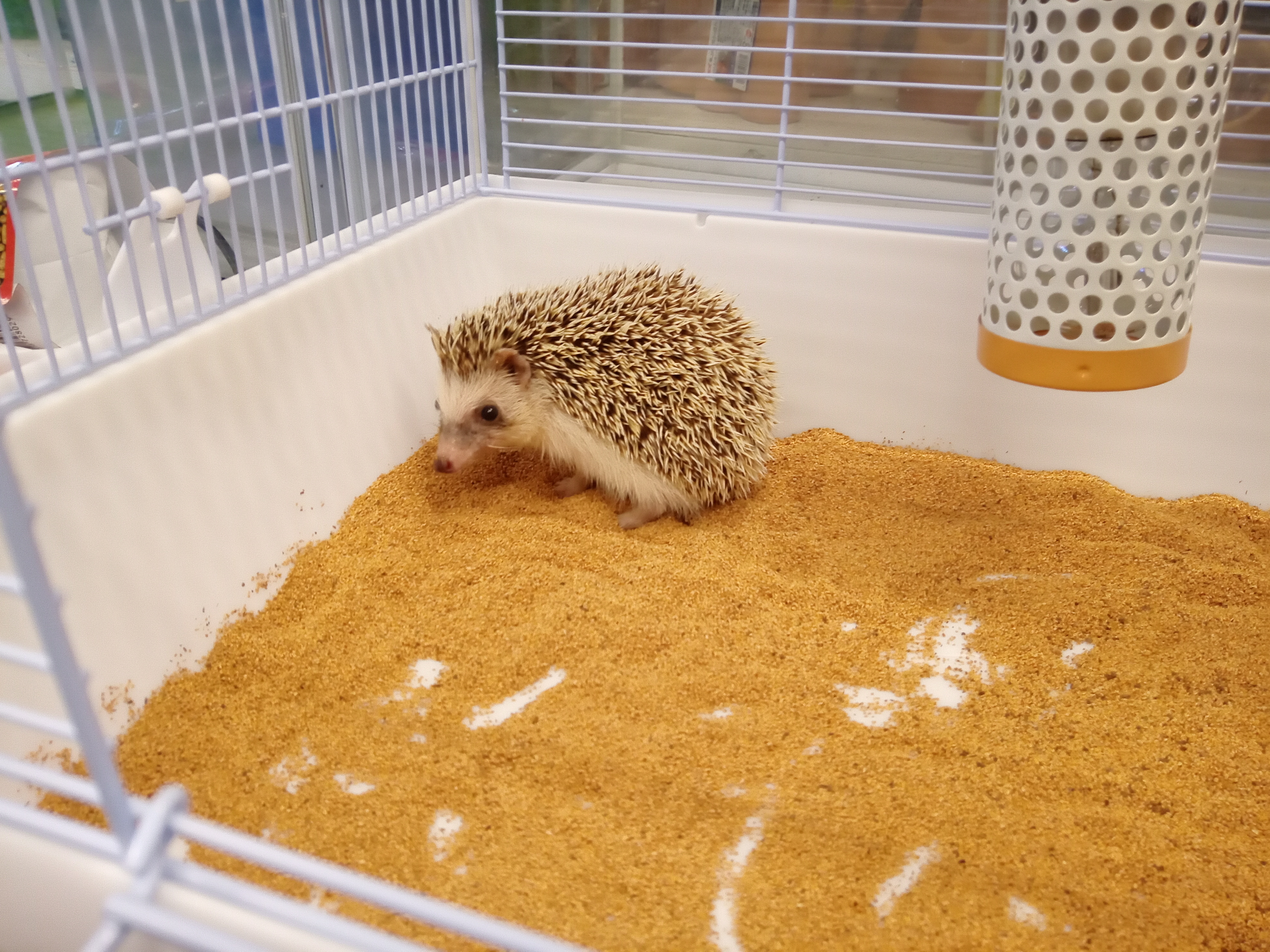 静岡の熱帯魚屋さんミクロで始める、はりねずみ飼育。