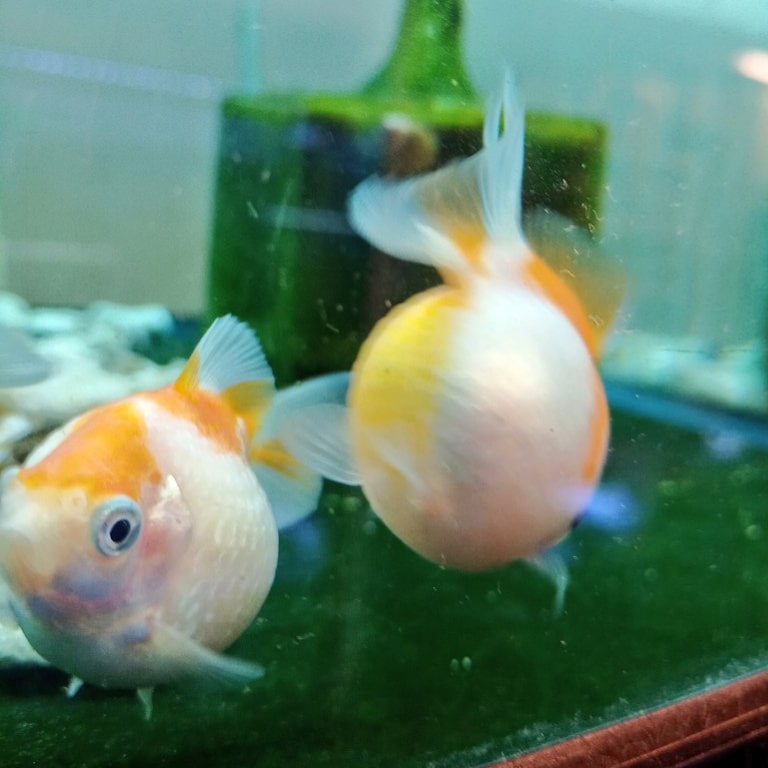 静岡の熱帯魚屋さんミクロのぴんぽんぱ〜るの飼い方。