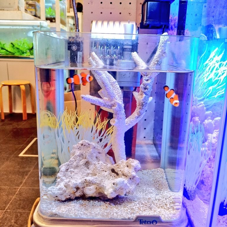 静岡の熱帯魚屋さんミクロのかくれくまのみ。