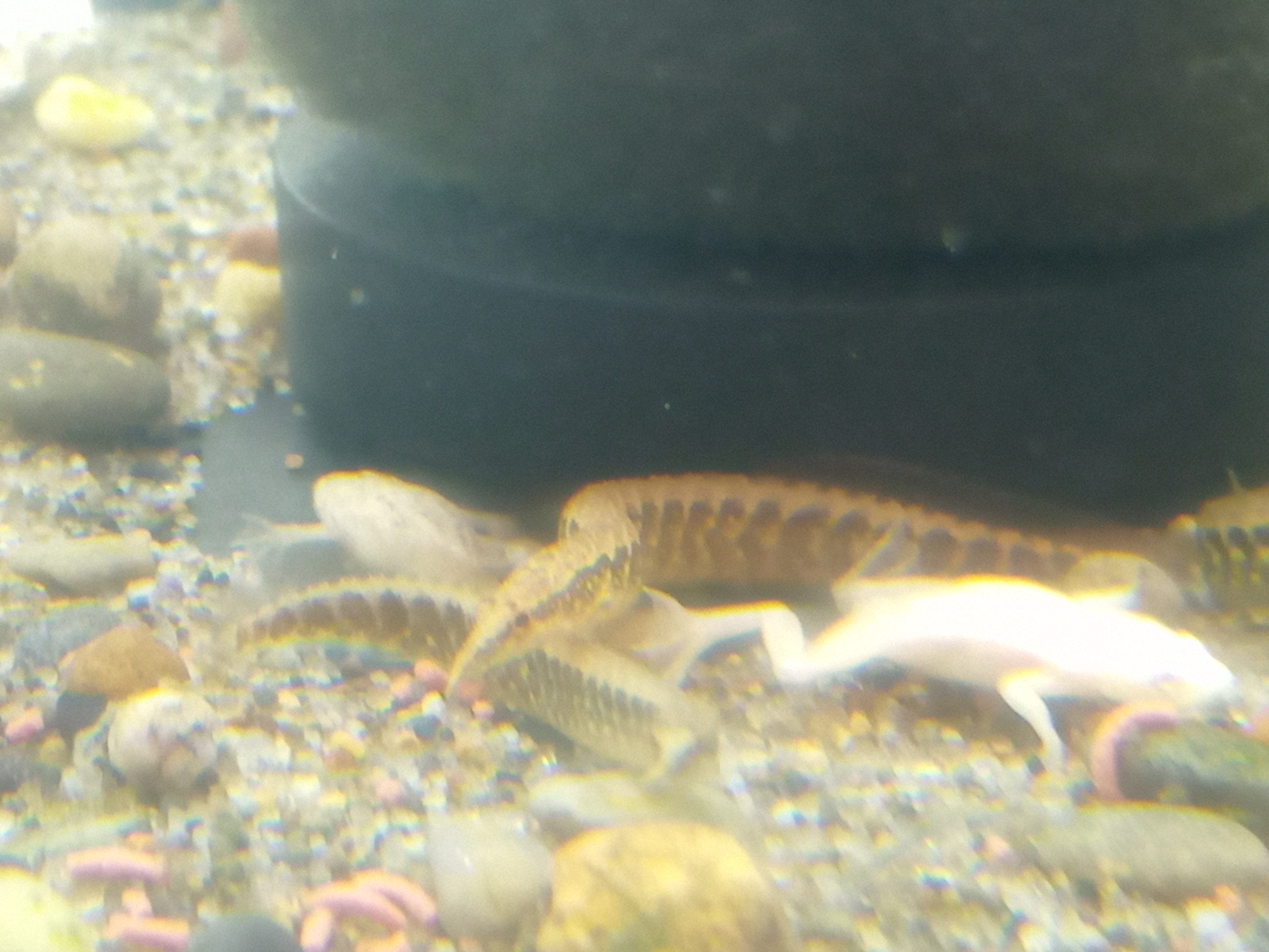 静岡の熱帯魚屋さんミクロの入荷。