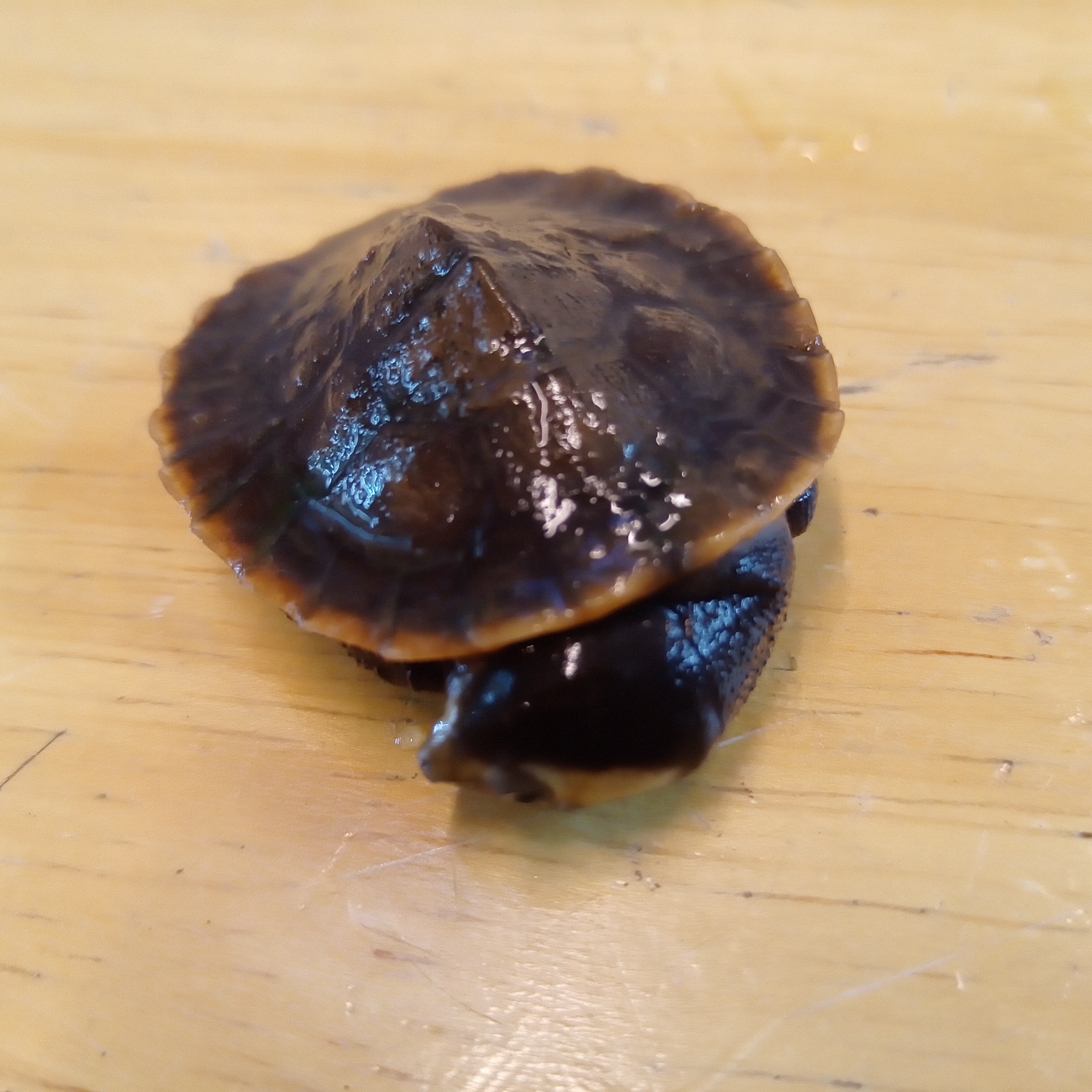 静岡の熱帯魚屋さんミクロの入荷。