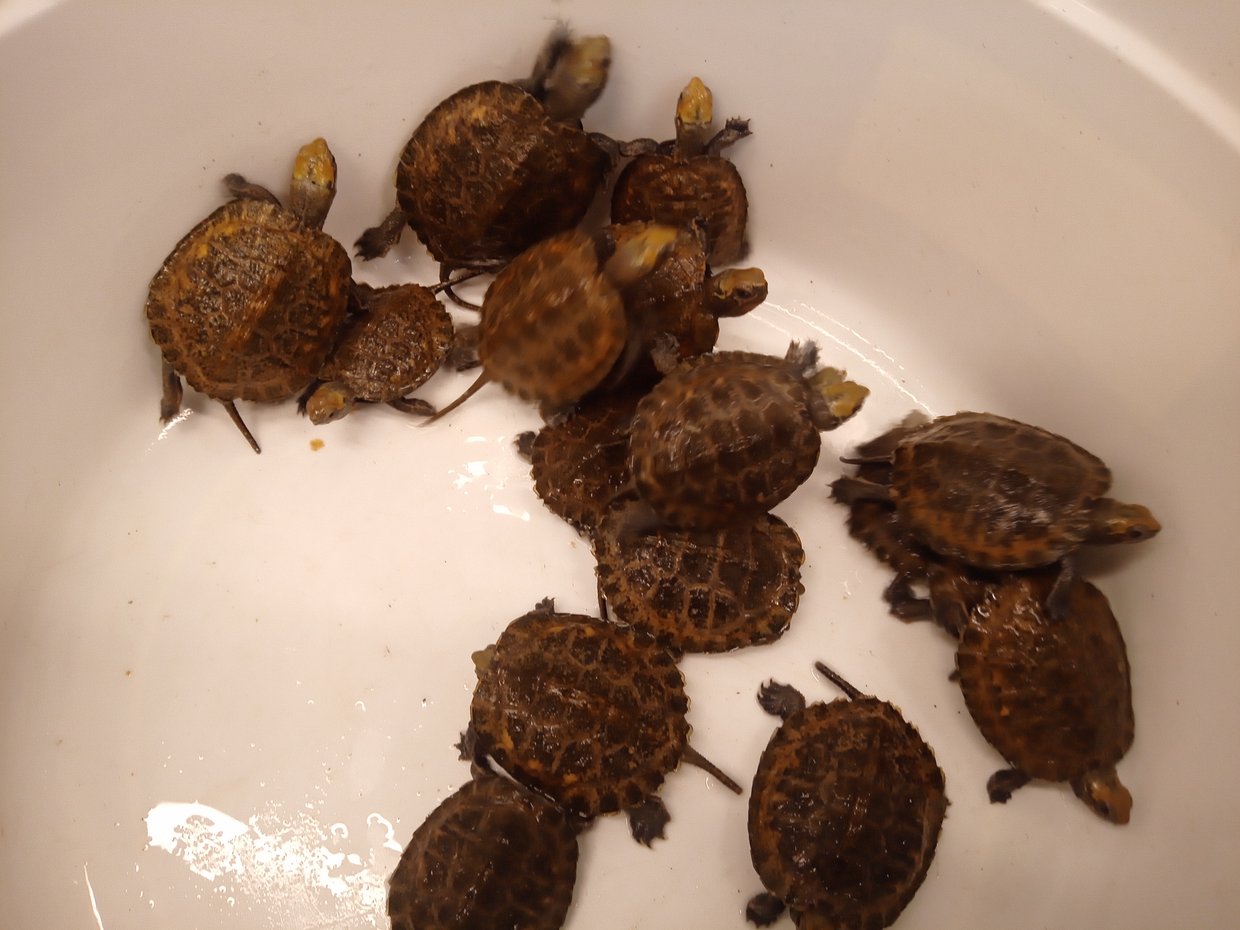 静岡の熱帯魚屋さんミクロで始める「カメ」