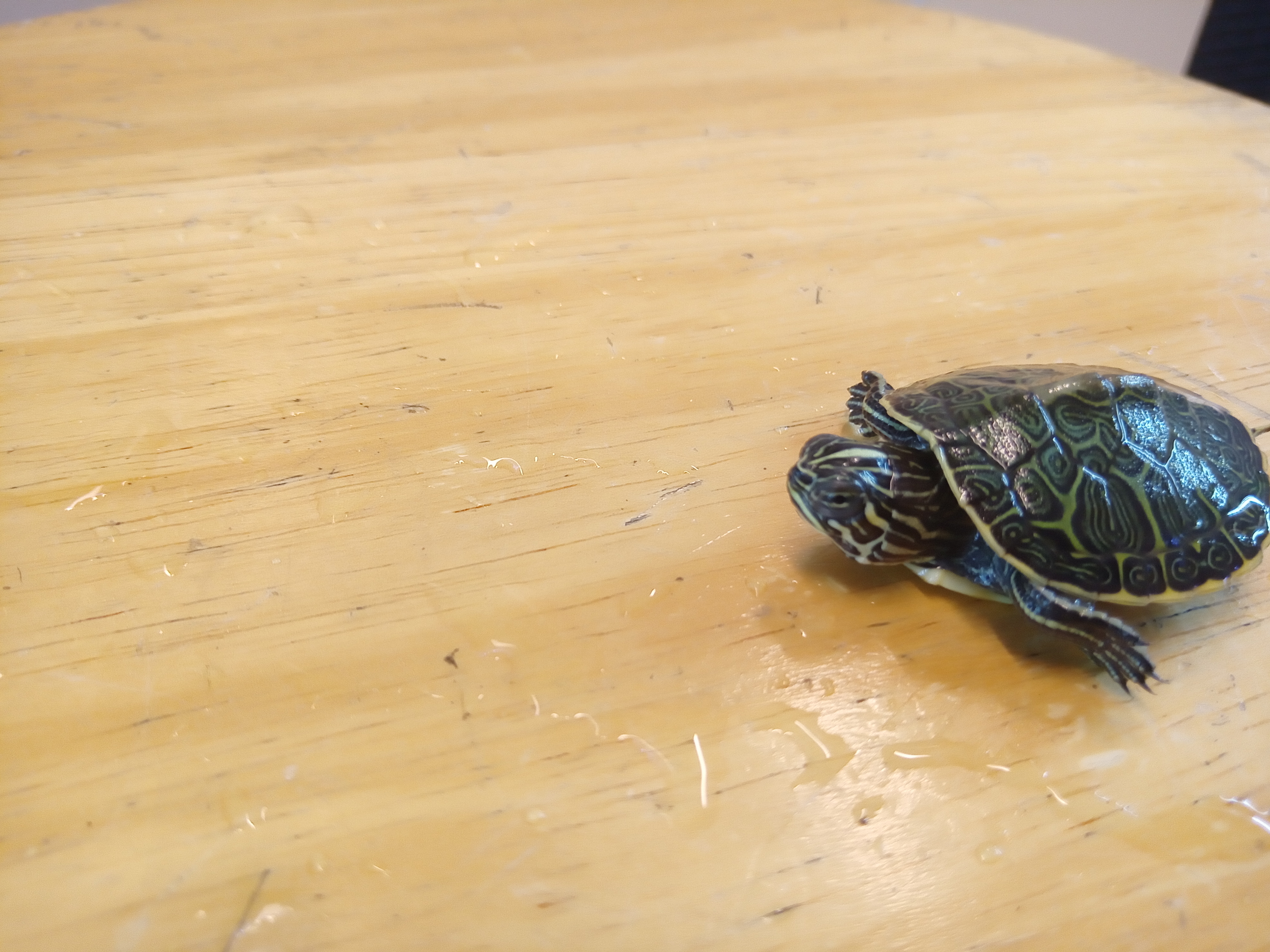 静岡の熱帯魚屋さんミクロの入荷。