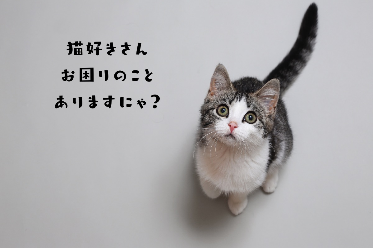 猫好きさんのための情報発信中