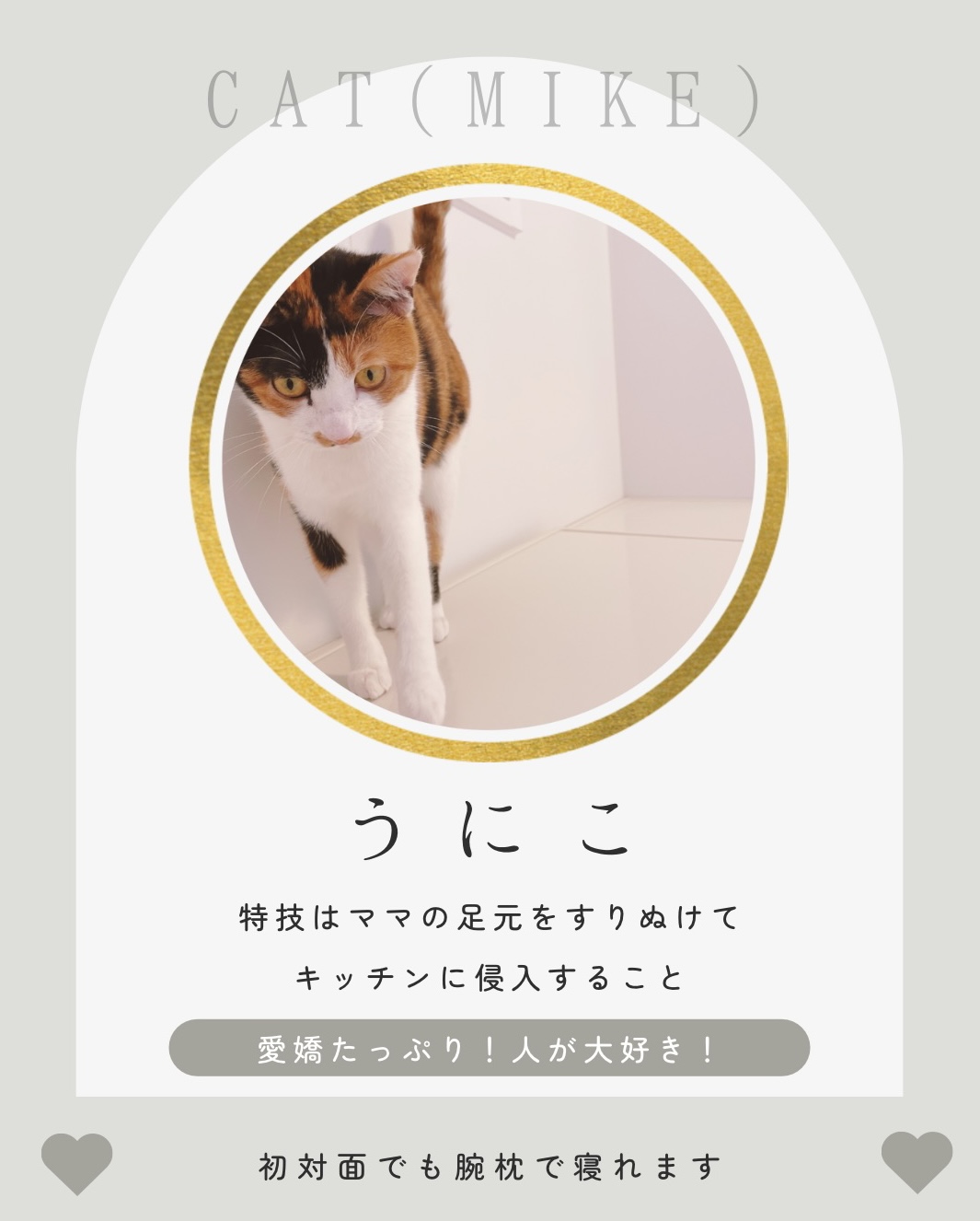 ペットのカルテのようなもの