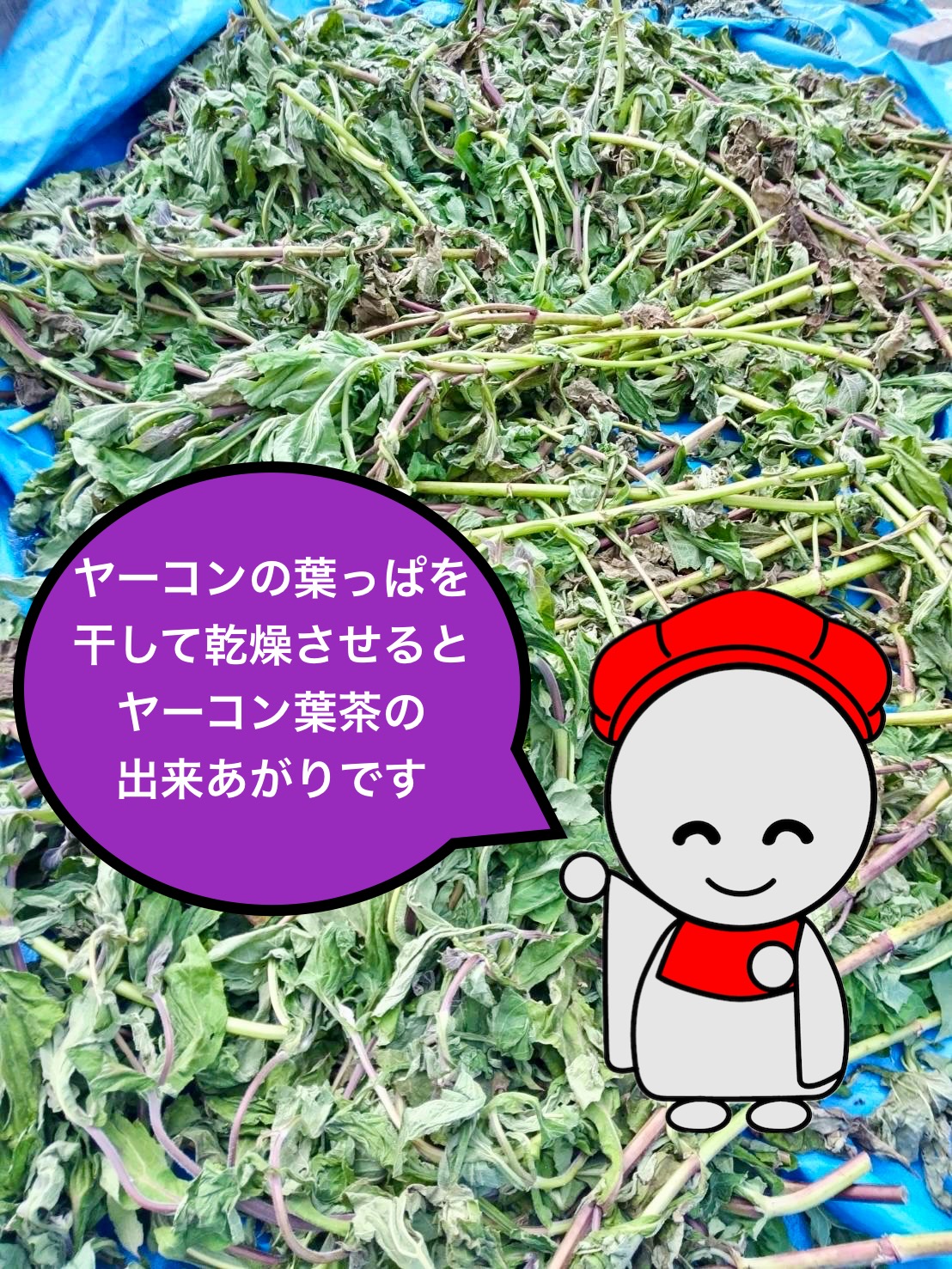 ヤーコン葉茶の乾燥は手作業です