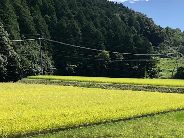 秋の到来