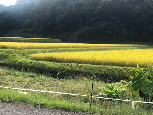 もう10月！秋ですね、、。