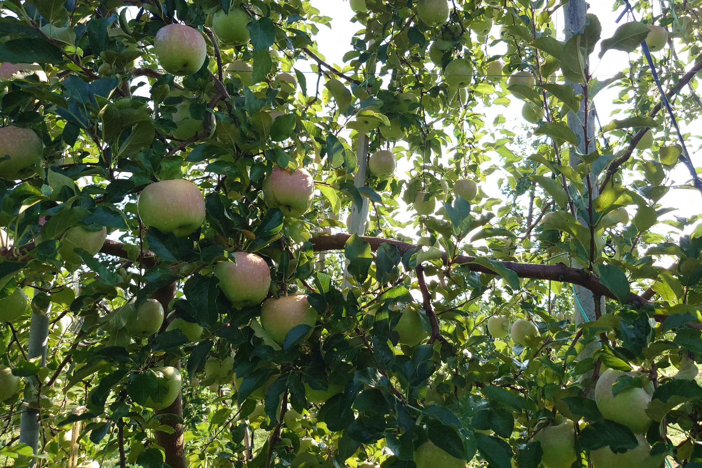 朝晩やっと少し涼しくなってきました