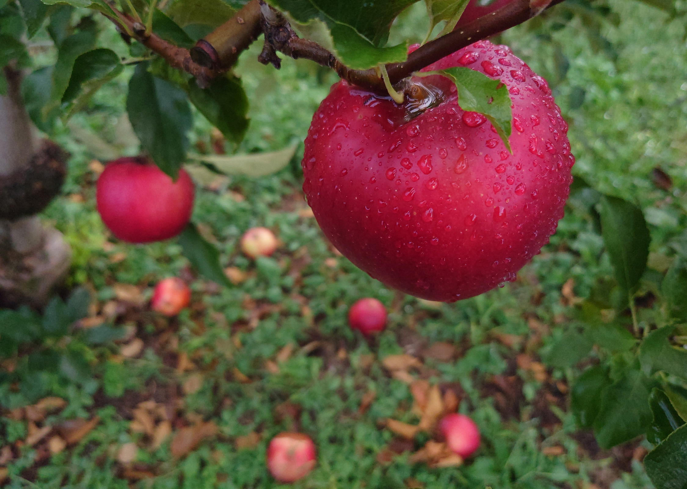 紅玉の収穫が近づいてきました