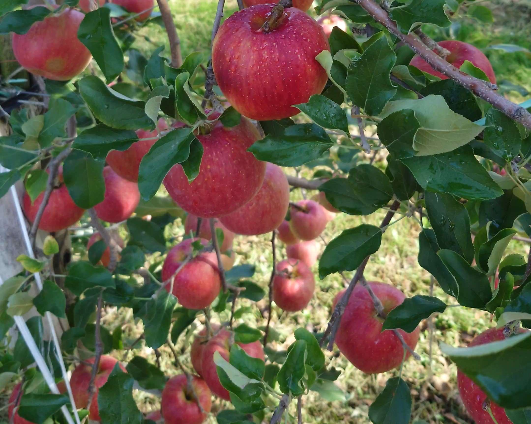 シナノスイートの収穫をしています。